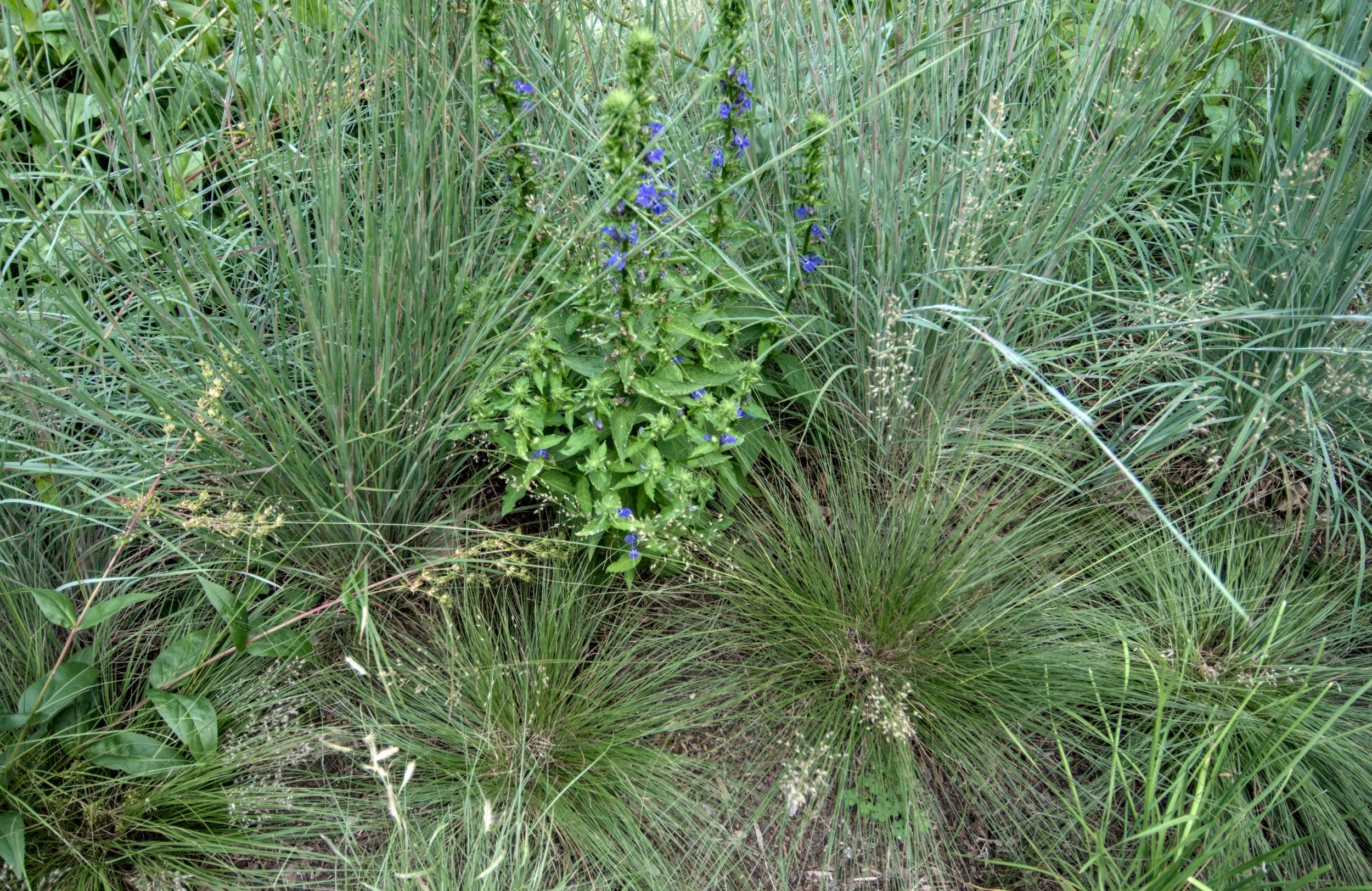 Bluestem_Lobelia.jpg