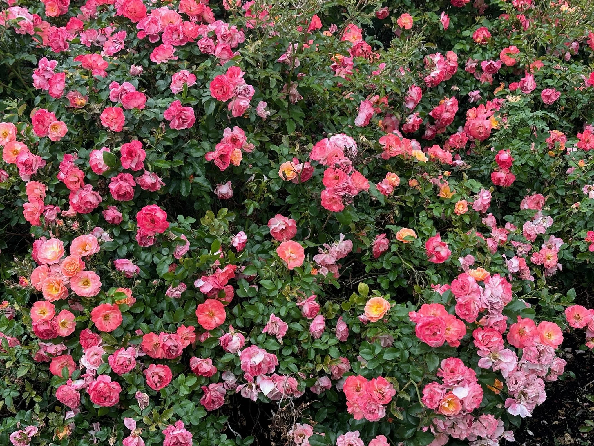 A dense bush of pink and peach rose flowers with dark green leaves.