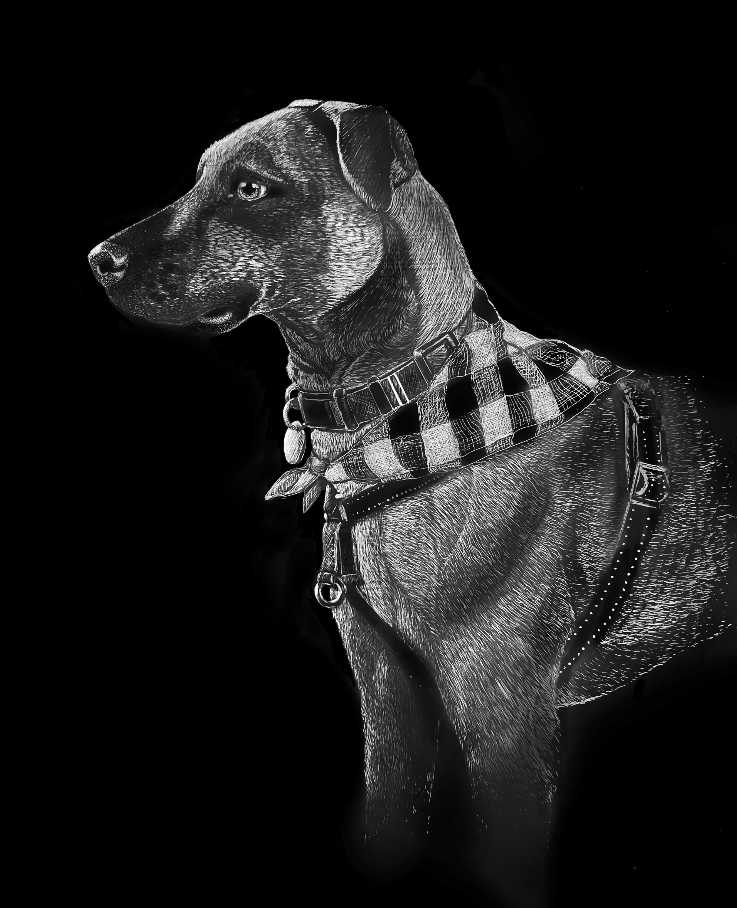Scratchboard dog.jpg