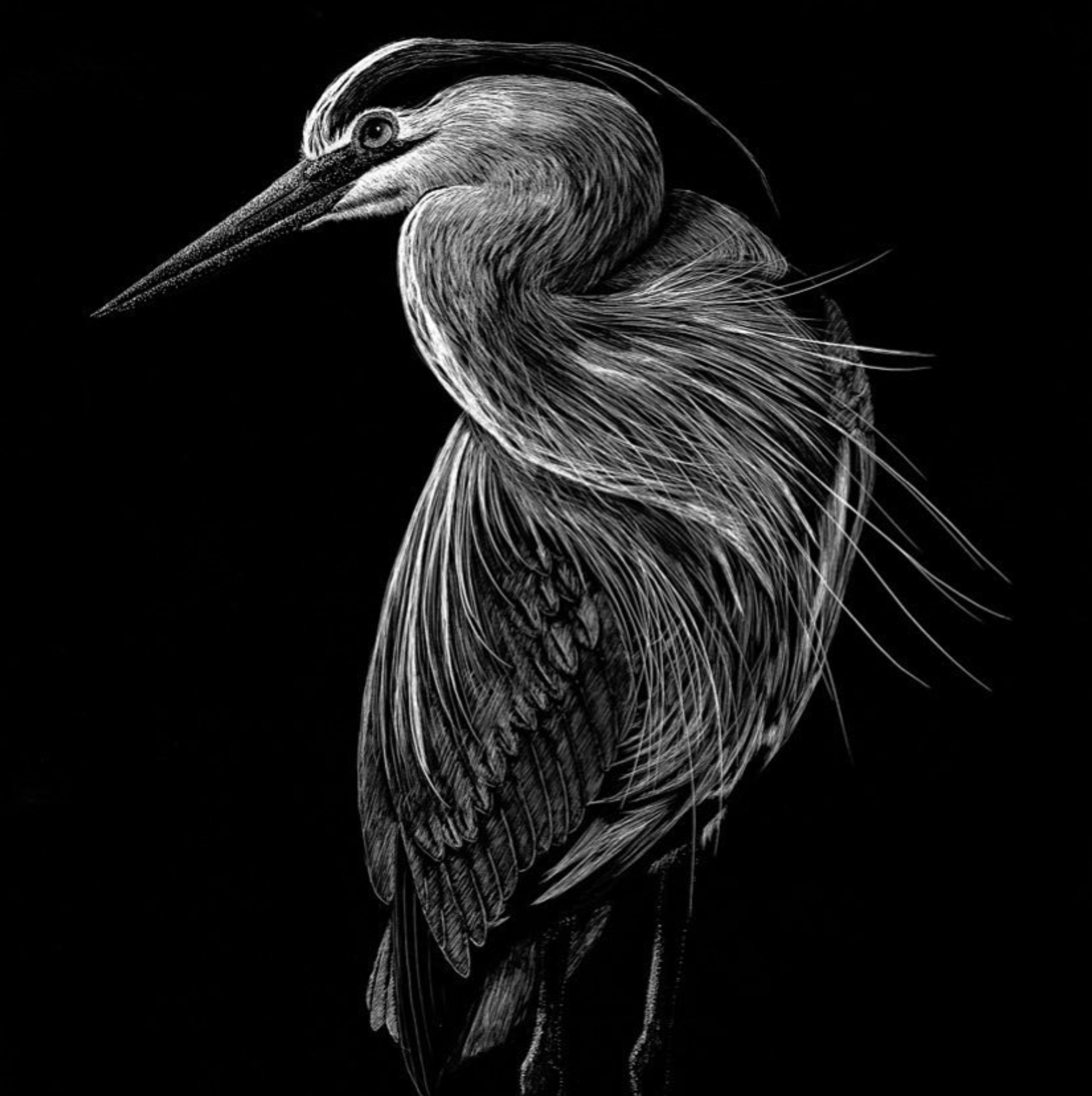 Blue Heron.png