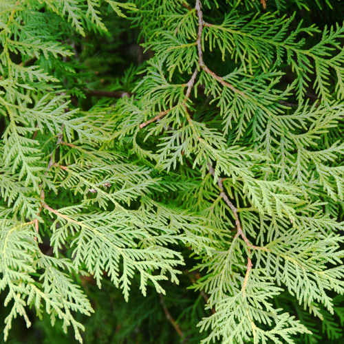 Food, Land and Story – Youth Workshop