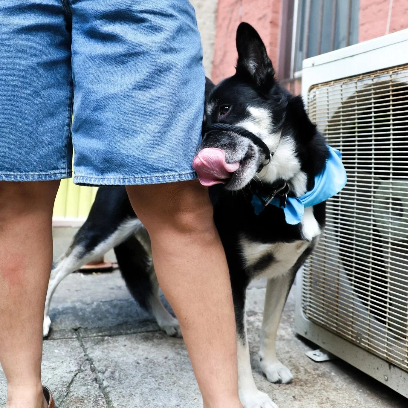 Korn’s Jonathan Davis petwear brand makes tails wag with a Brooklyn pop up event