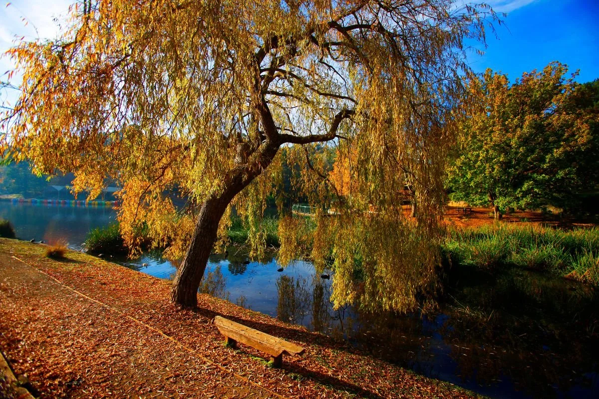 lake weeroona