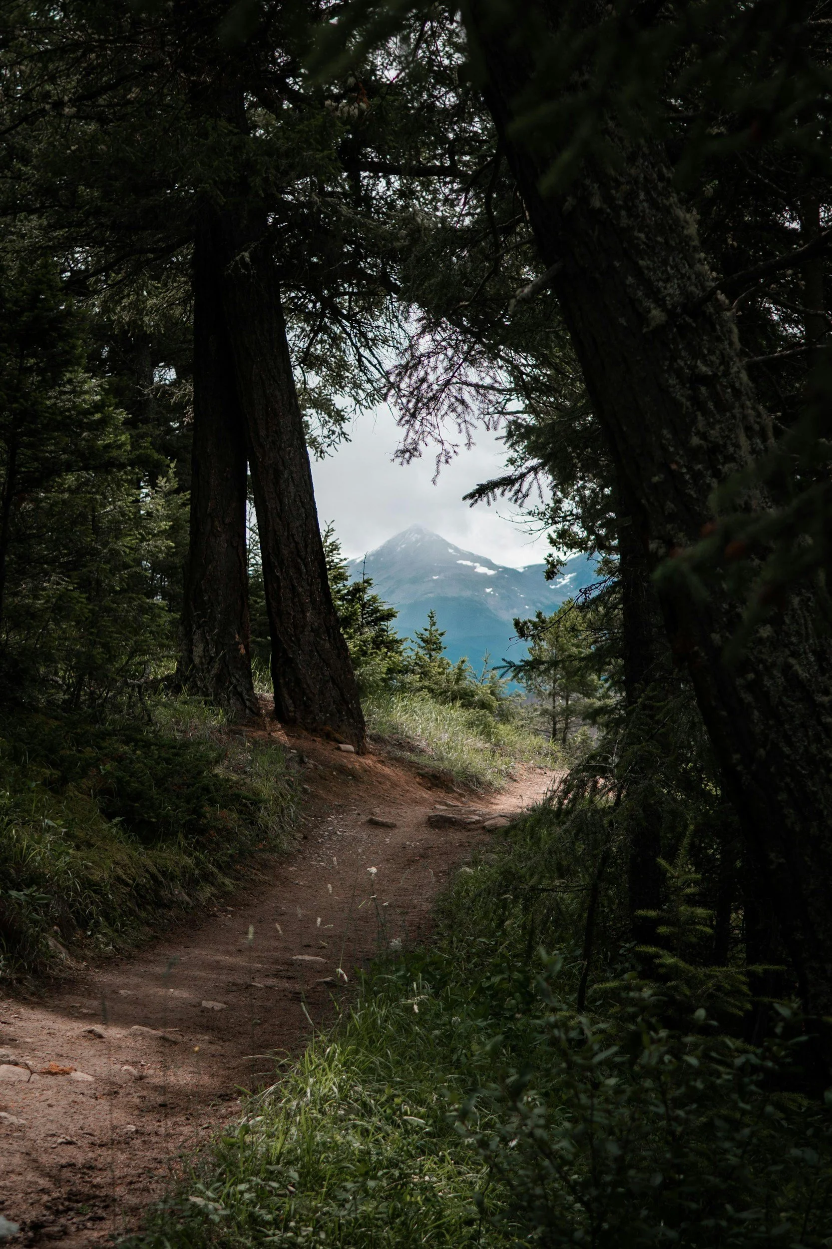 Forest trail with trees and mountain view