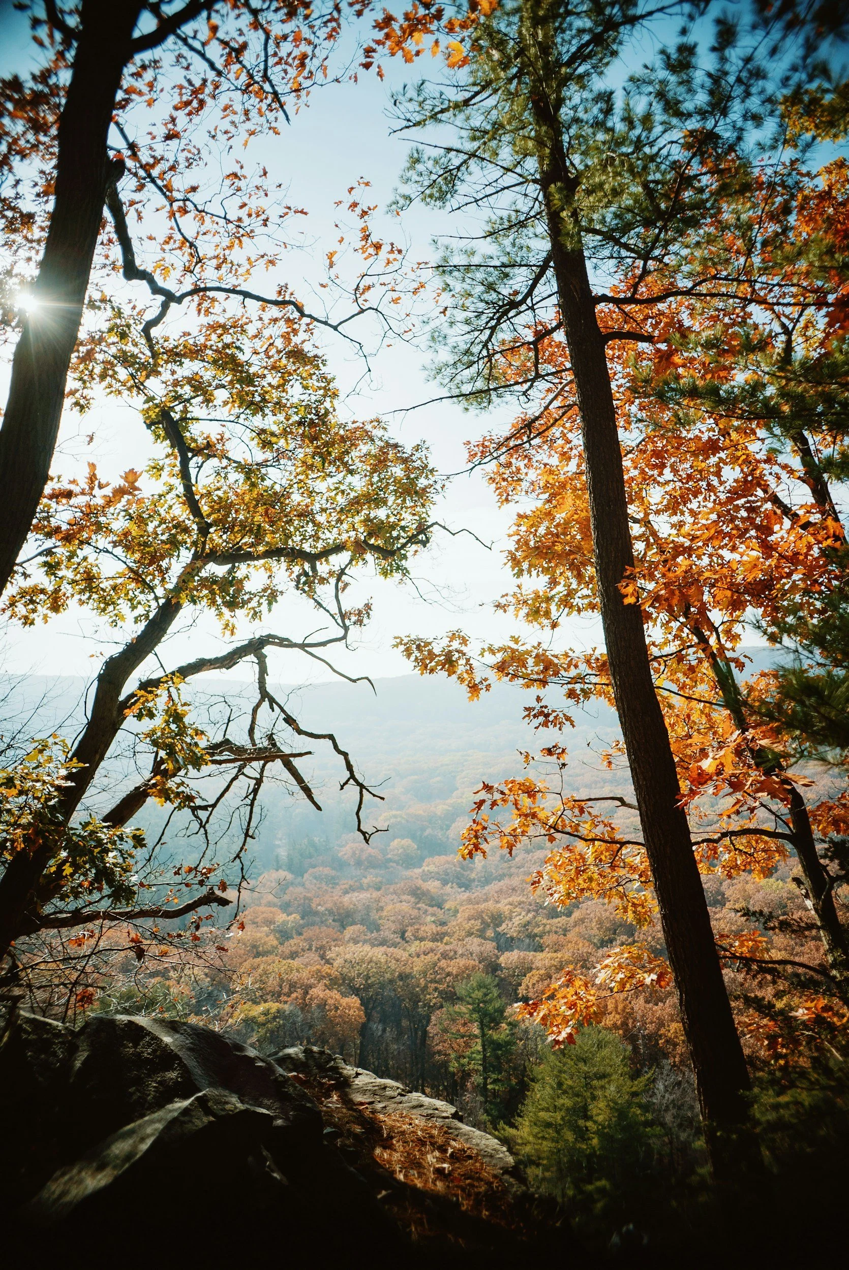 A scenic view of a forest on a hillside with tall trees, some with autumn-colored leaves, under a bright blue sky with sunlight filtering through the branches.
