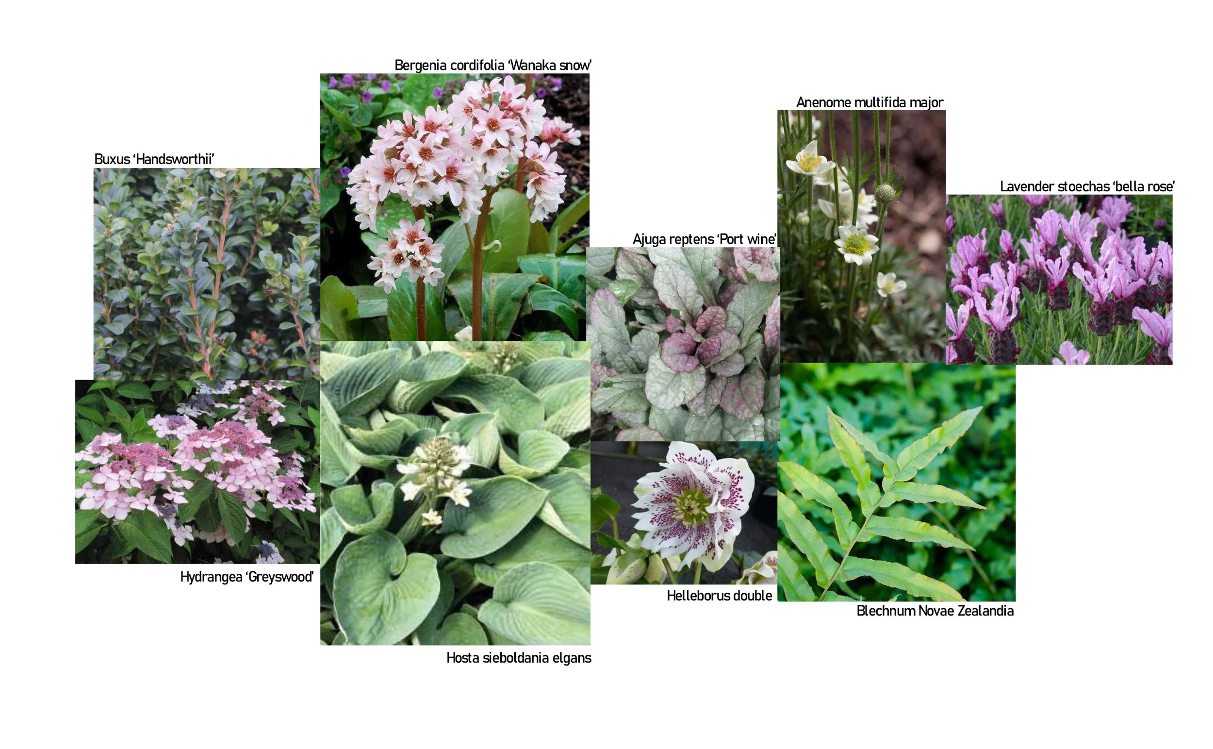 Collage of various flowering plants with labels, including Buxus 'Handsworthii', Bergenia cordifolia 'Wanaka snow', Anemone multifida major, Lavender stoechas 'bella rose', Hydrangea 'Greyswood', Helleborus double, Blechnum Novae Zealndia, and Hosta sieboldania elgans.
