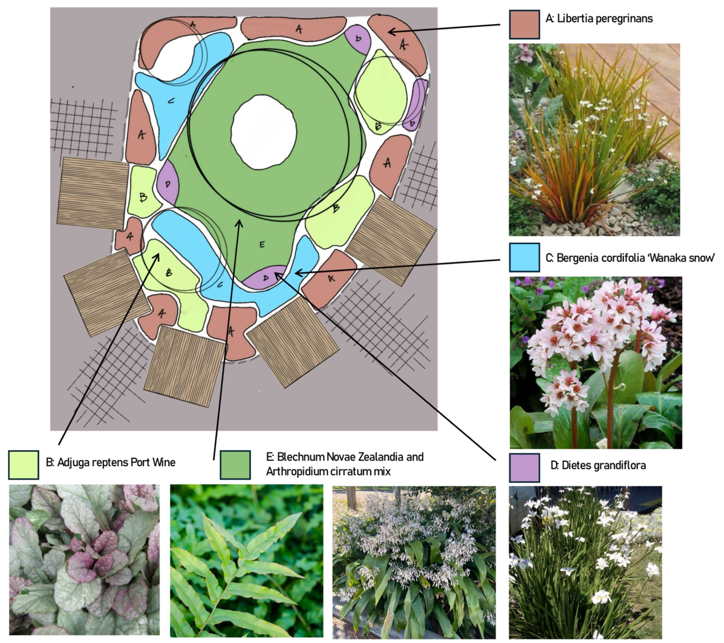 Diagram of a garden layout with labeled plant areas and associated photographs of plants, including Liberty peregrinans in brown, Bergenia cordifolia 'Wanaka snow' in blue, Adjugia reptens Port Wine in light green, Blechnum Novae Zealandi and Arthropodium cirratum mix in yellow, and Dietes grandiflora in purple.