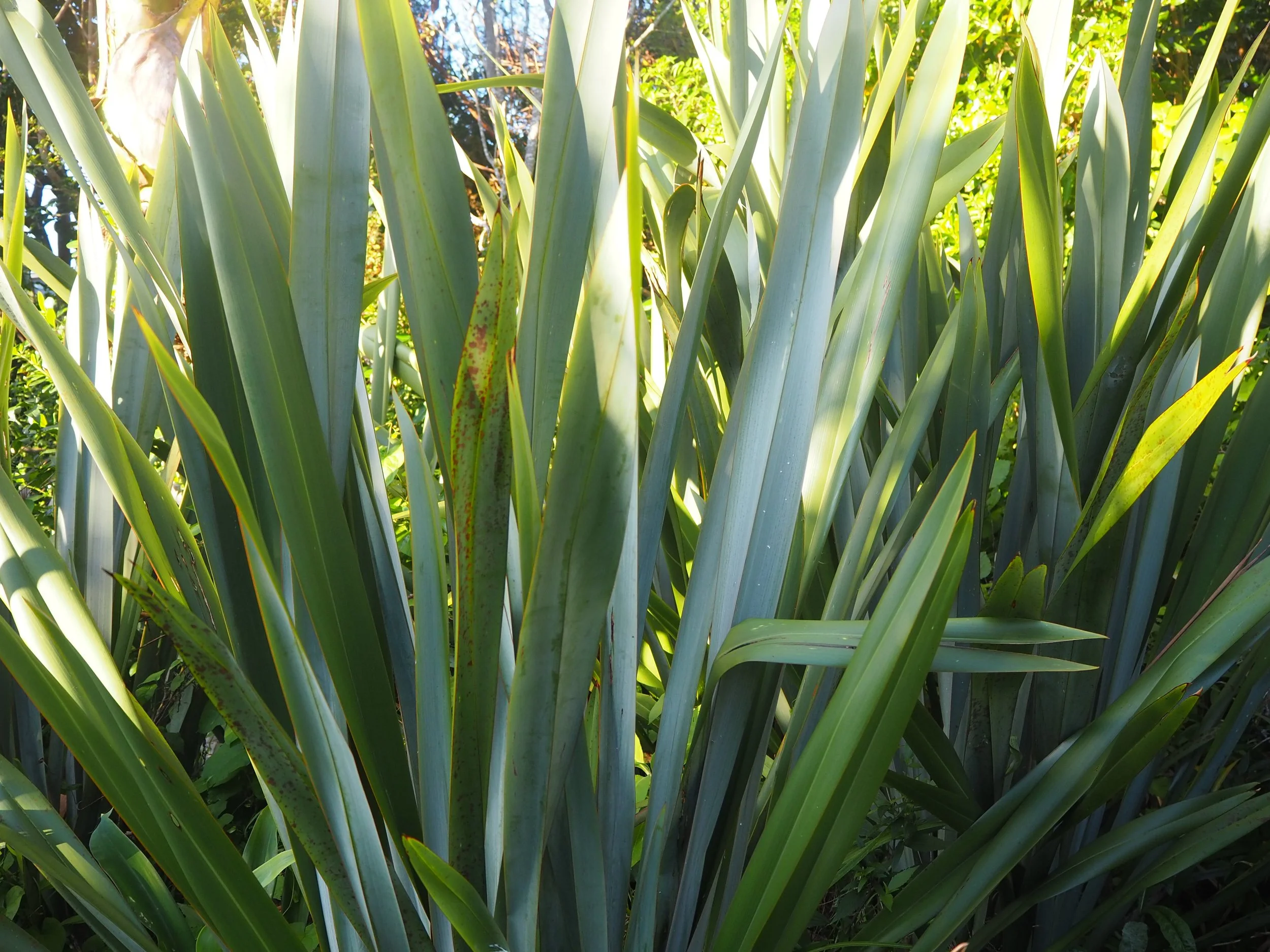 Close-up of tall, green, spiky plant leaves with sunlight filtering through in the background.