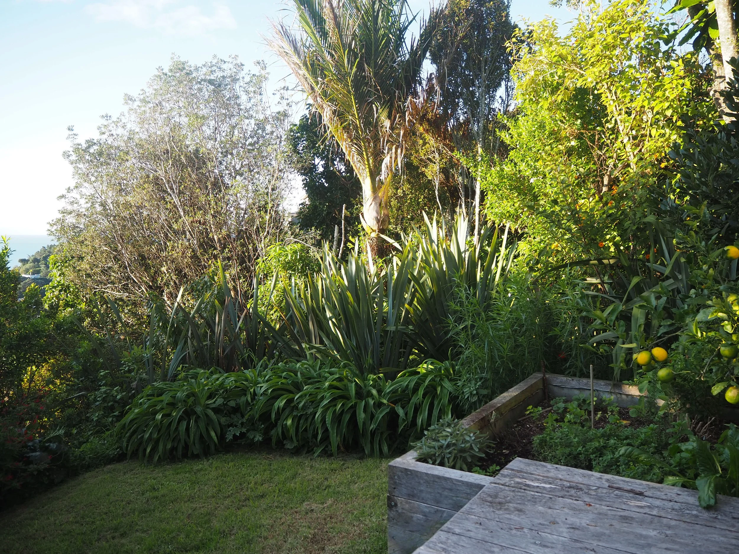 A lush backyard garden with various green plants, trees, and a small lemon tree with yellow lemons. There is a wooden bench or table in the foreground and a blue sky with clouds overhead.