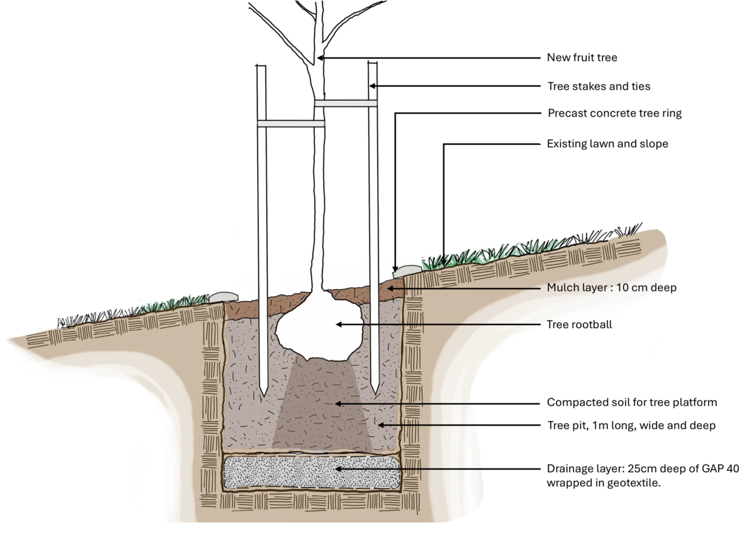 Diagram showing the construction process for tree planting with labeled components including a new fruit tree, tree stakes and ties, a precast concrete tree ring, an existing lawn and slope, mulch layer, tree roothall, compacted soil for tree platform, tree pit, and drainage layer.