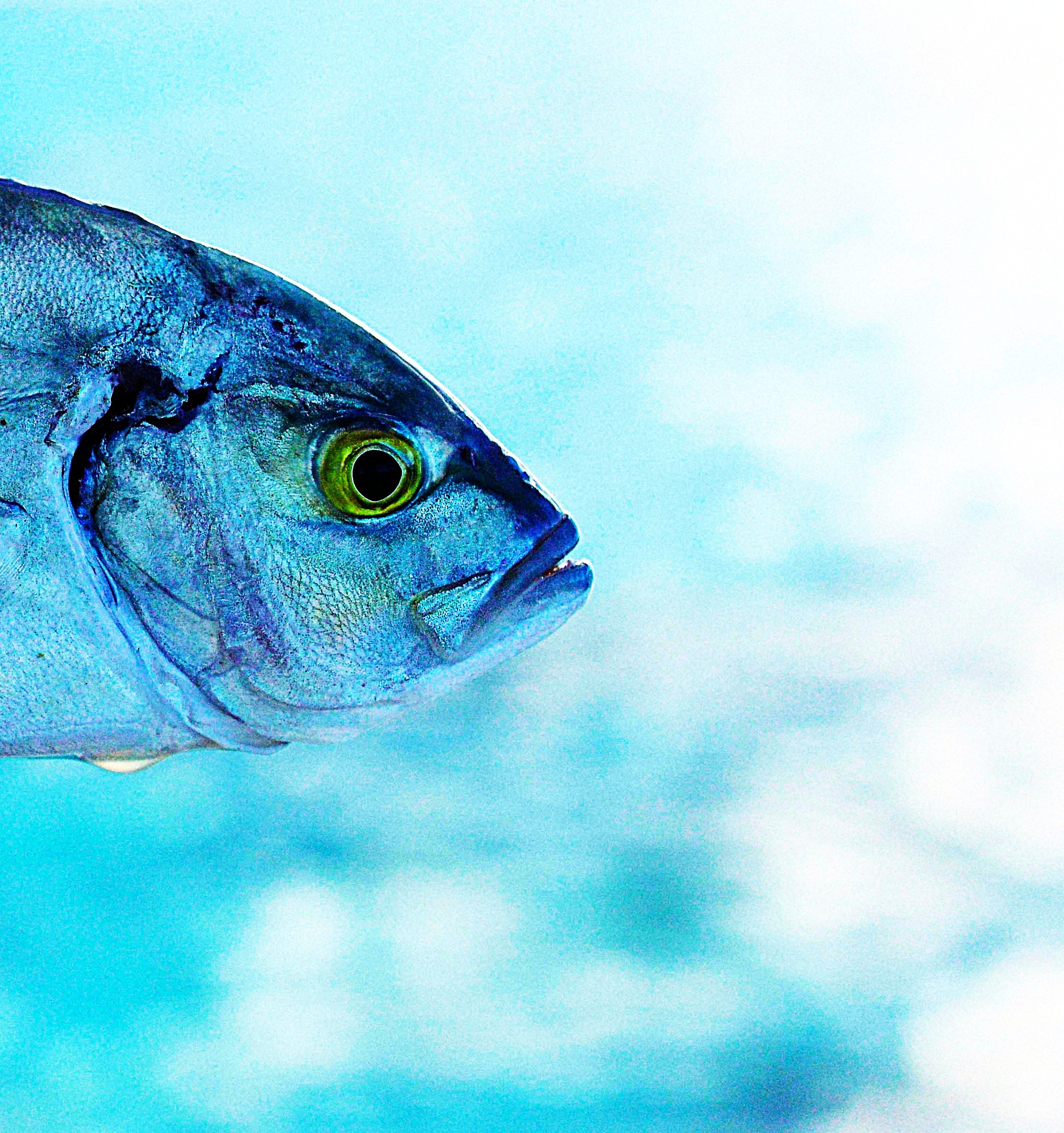 jimmy the fish