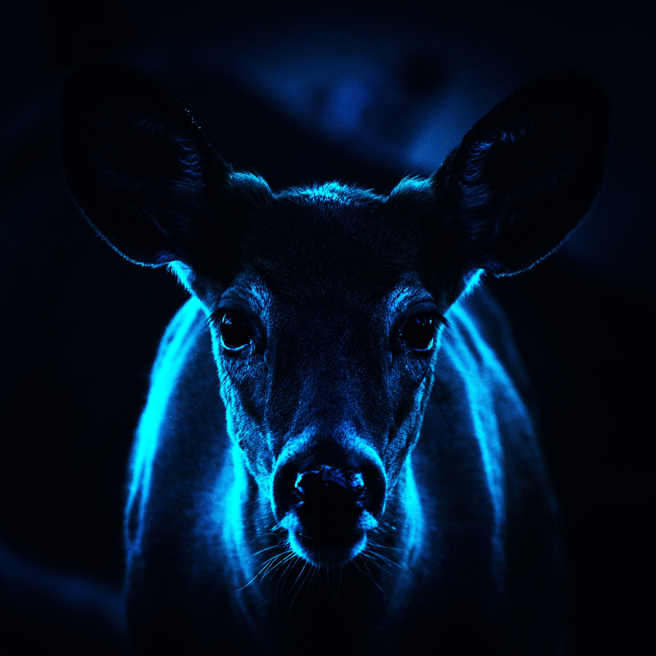 martha, my doe-wife