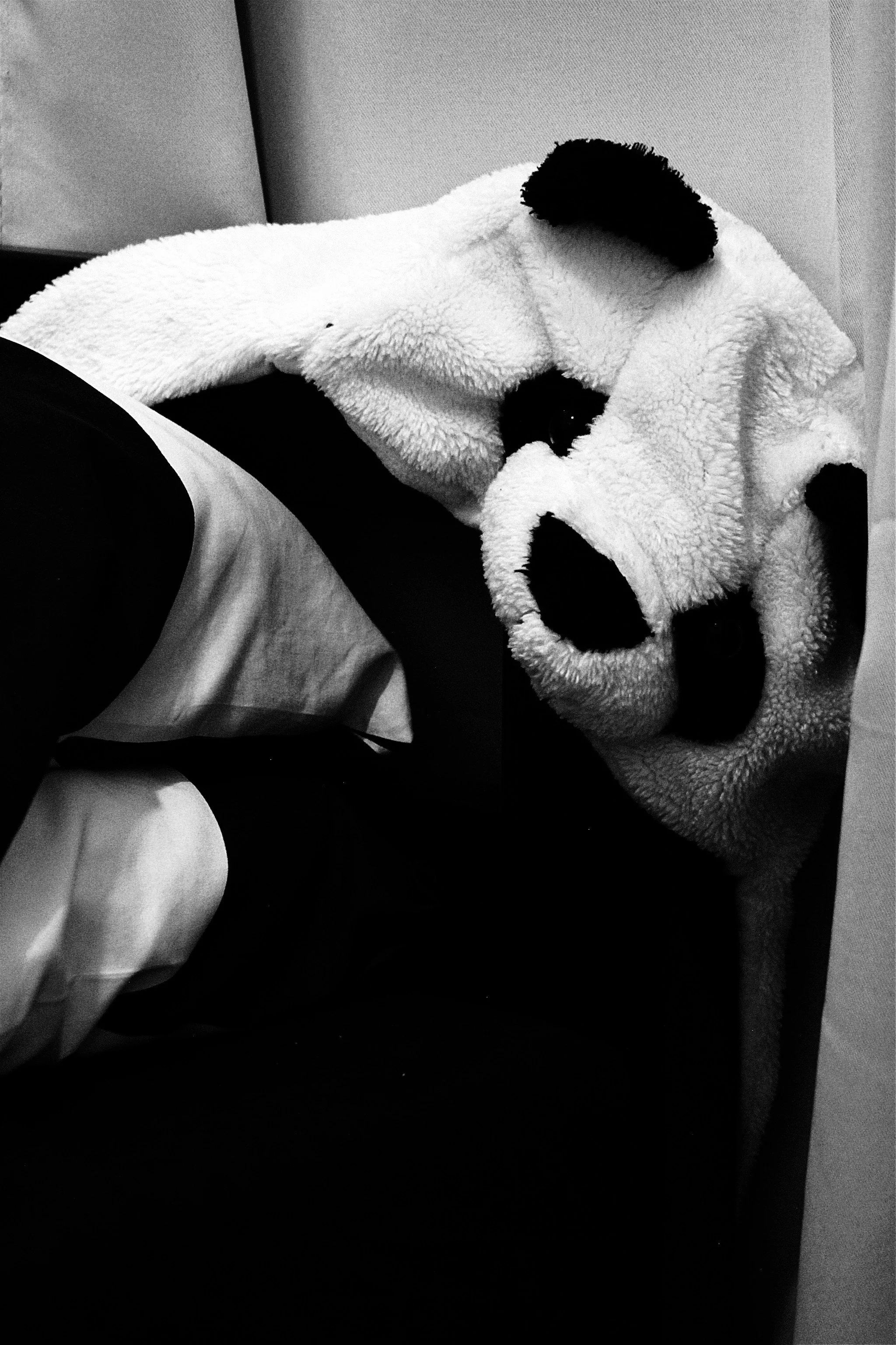 come back panda bear
