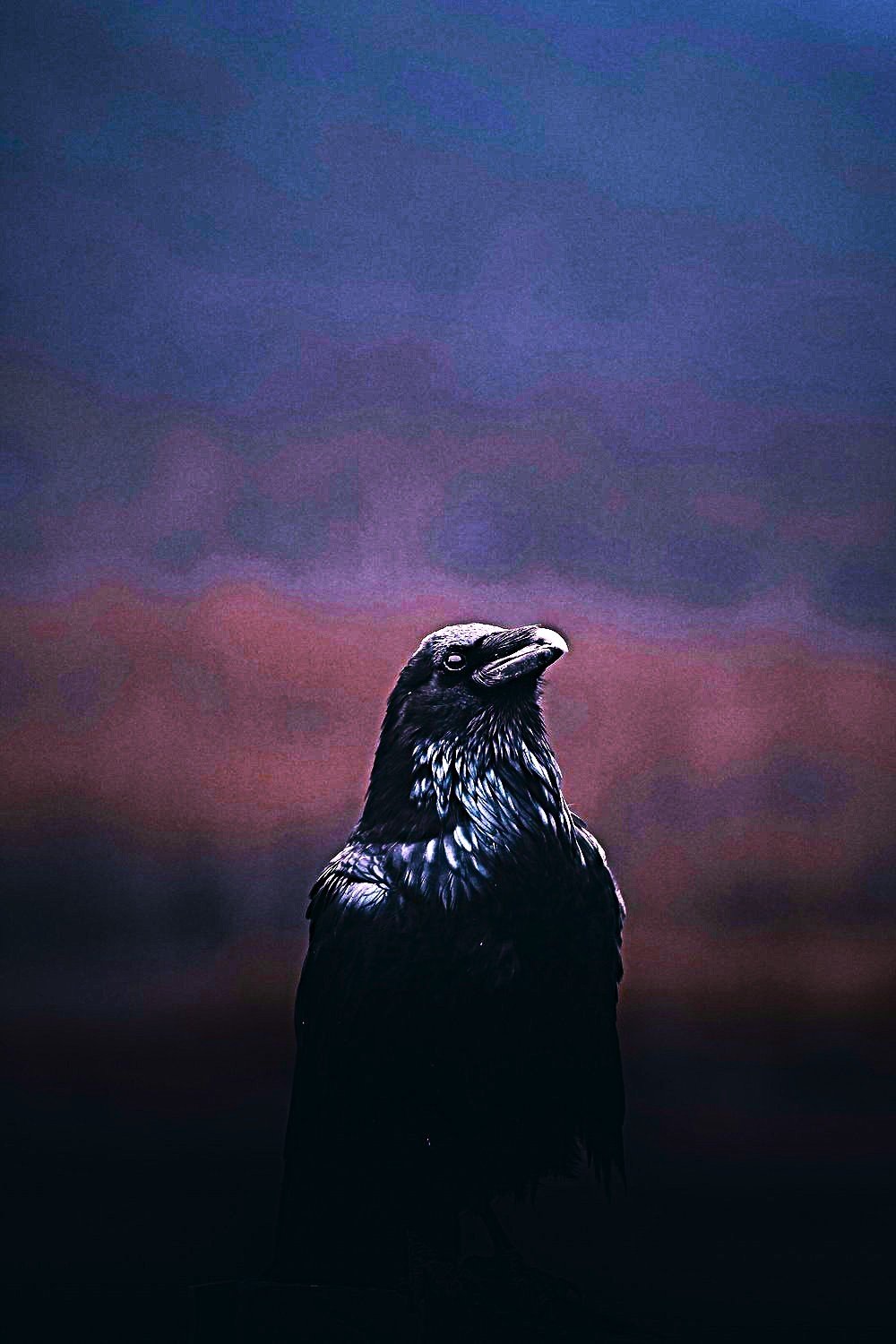 crow’s breakfast