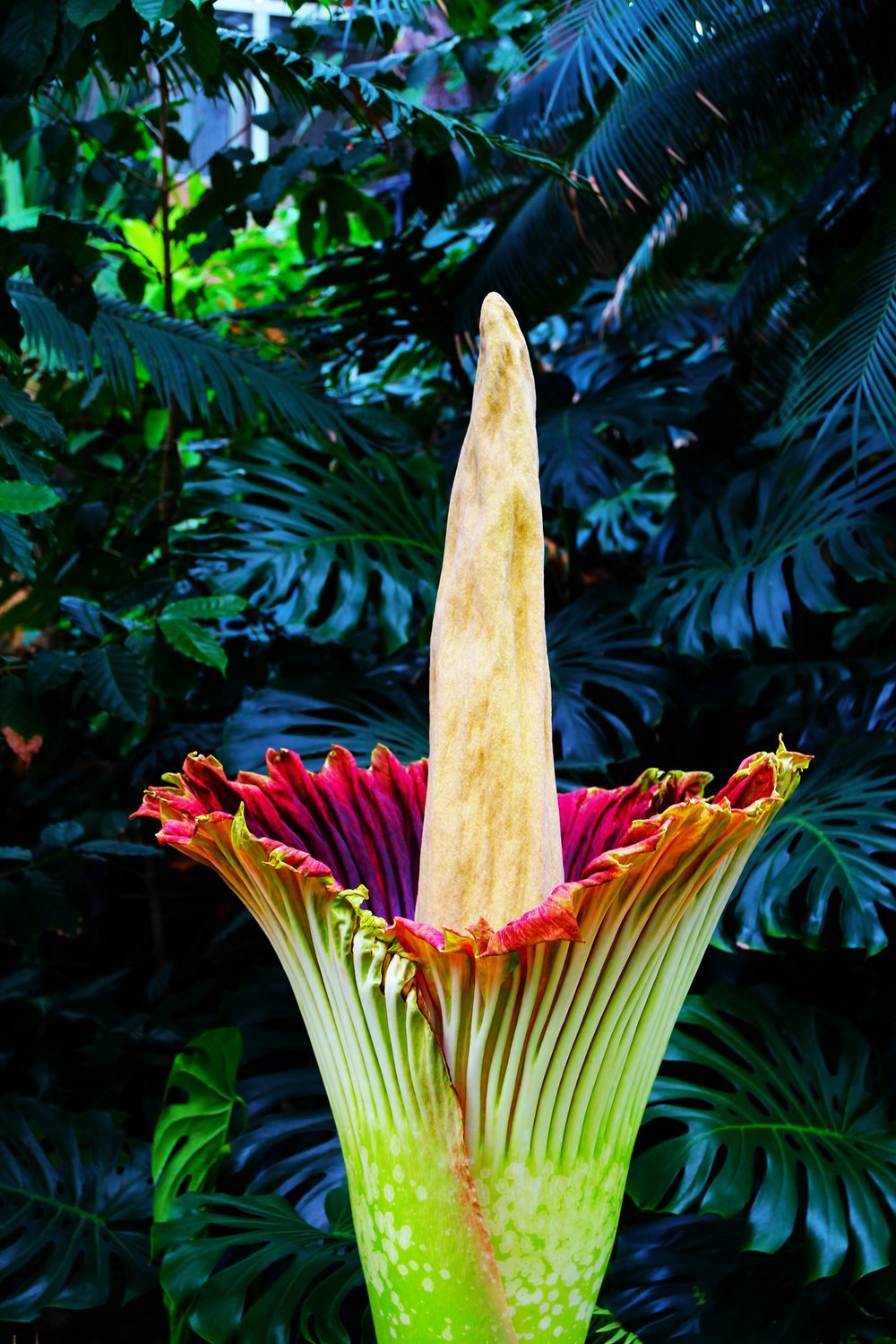 corpse flower