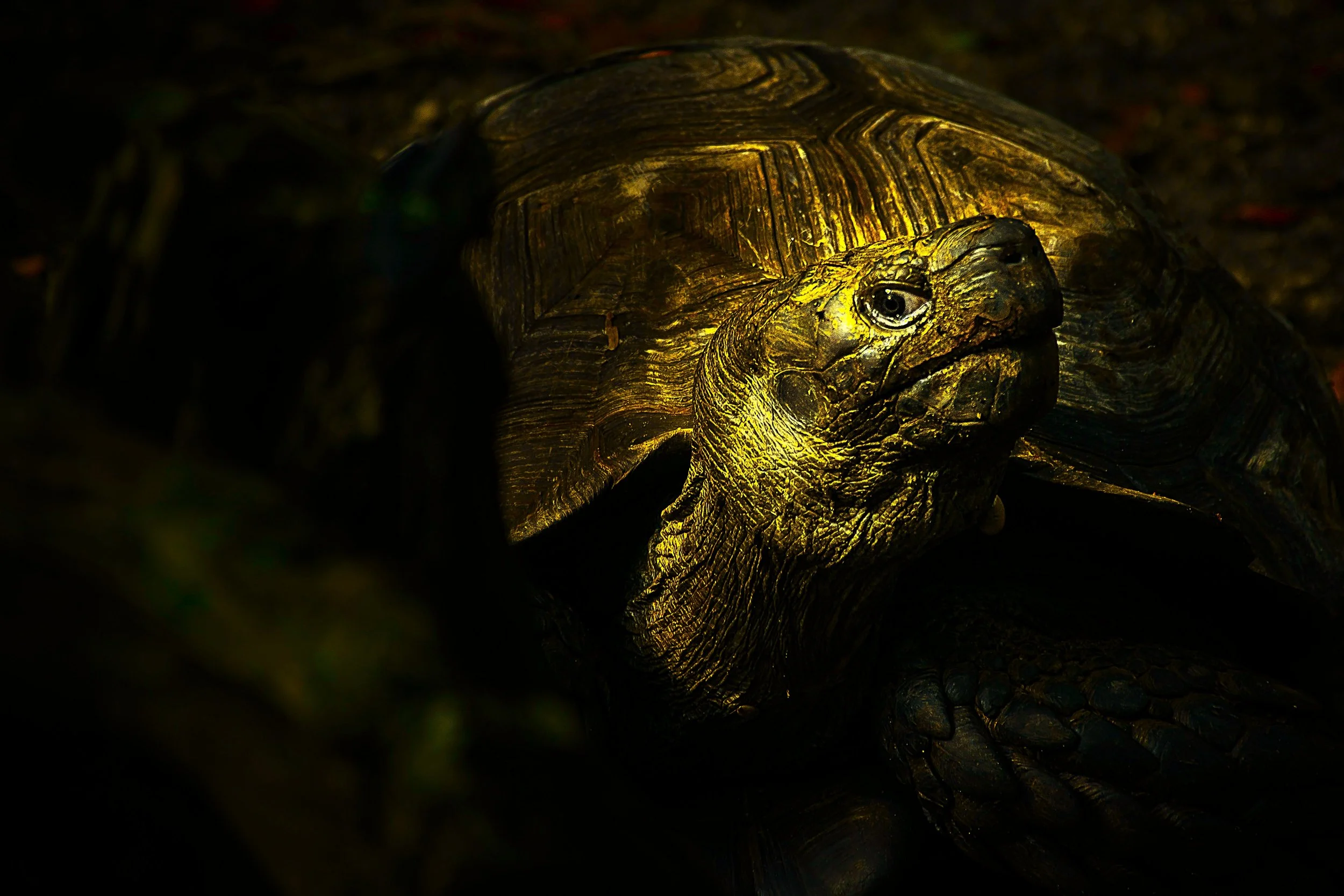 turtles