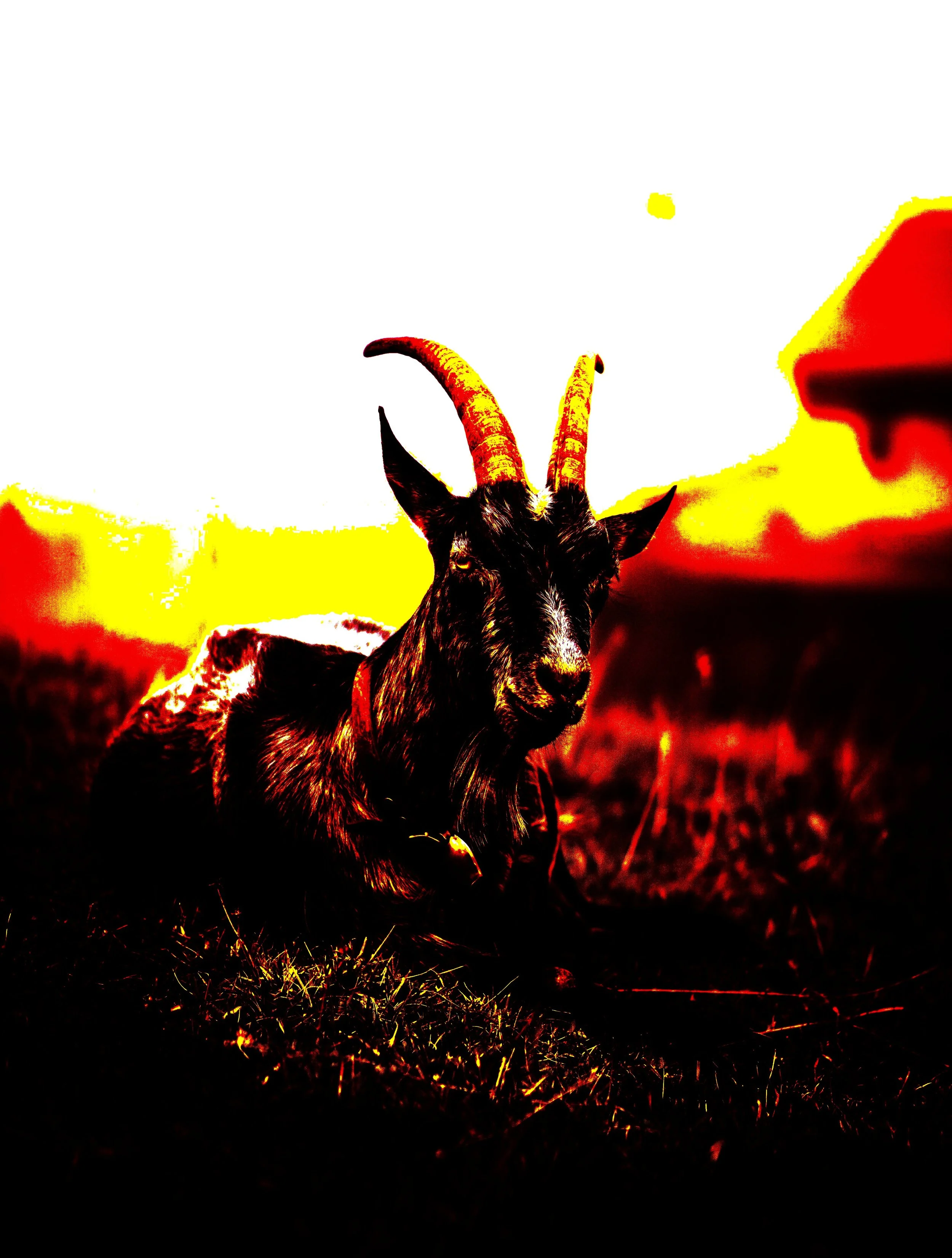 luna’s goat