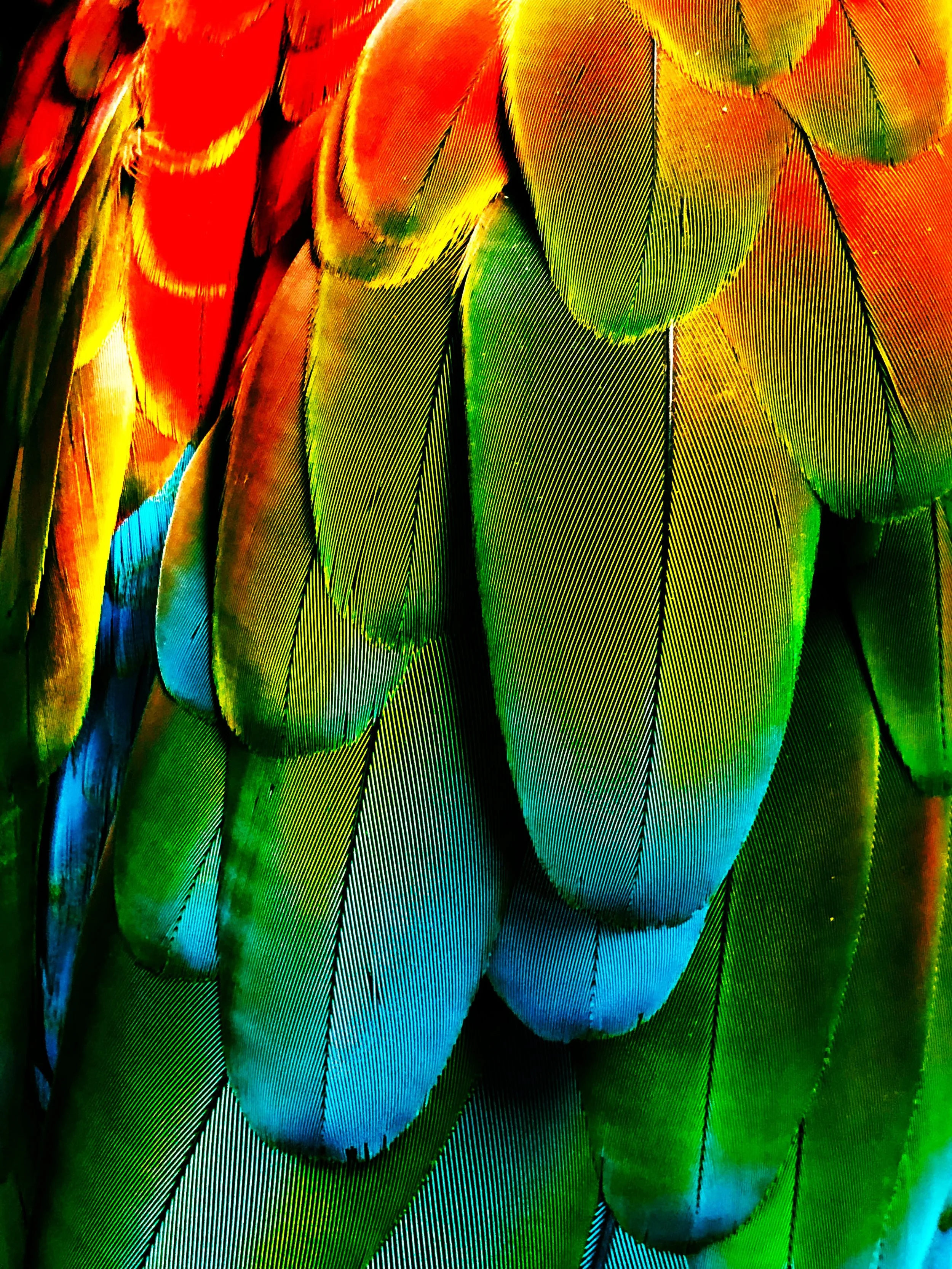 lola; or fate and flightless birds