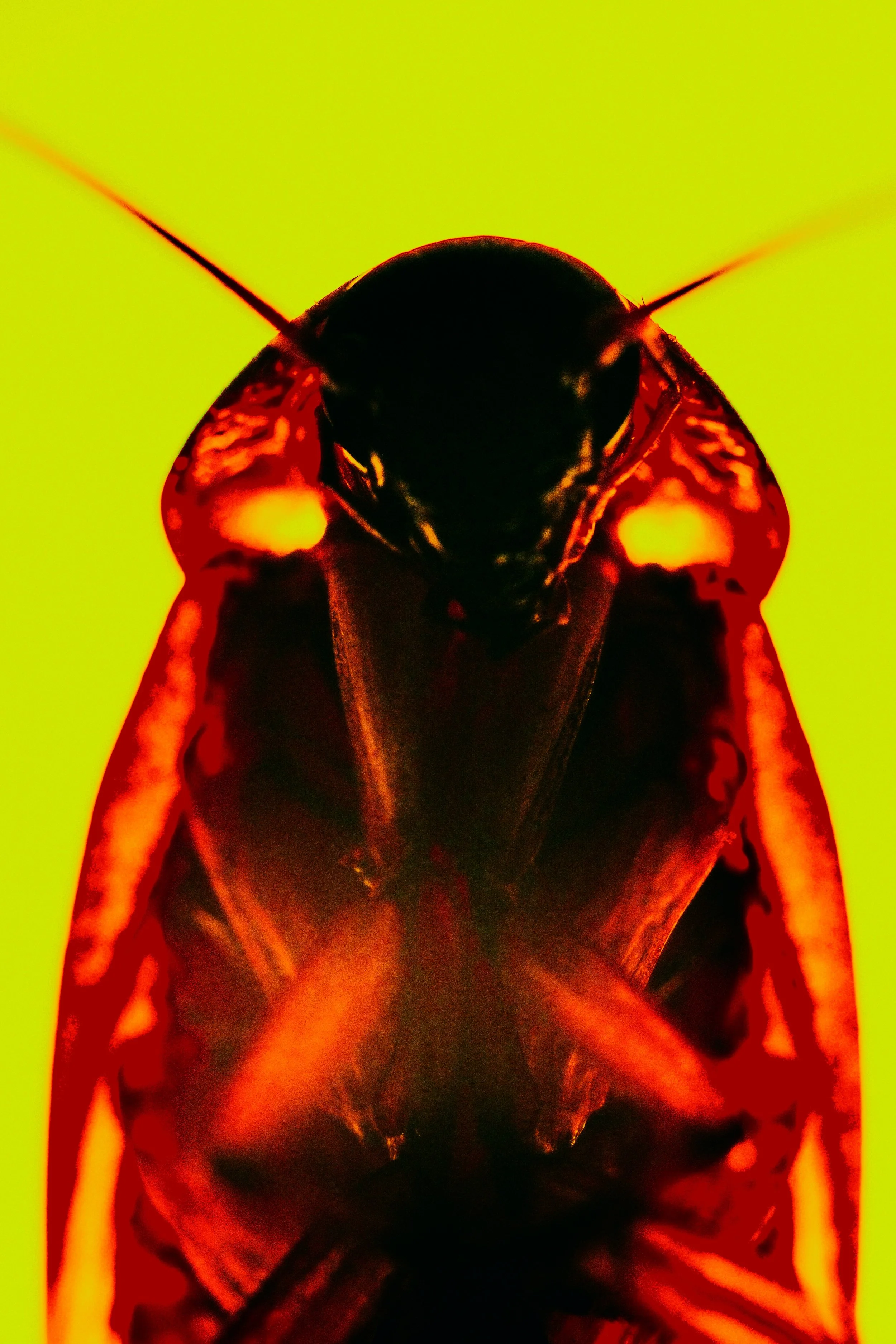 clouds are like roaches