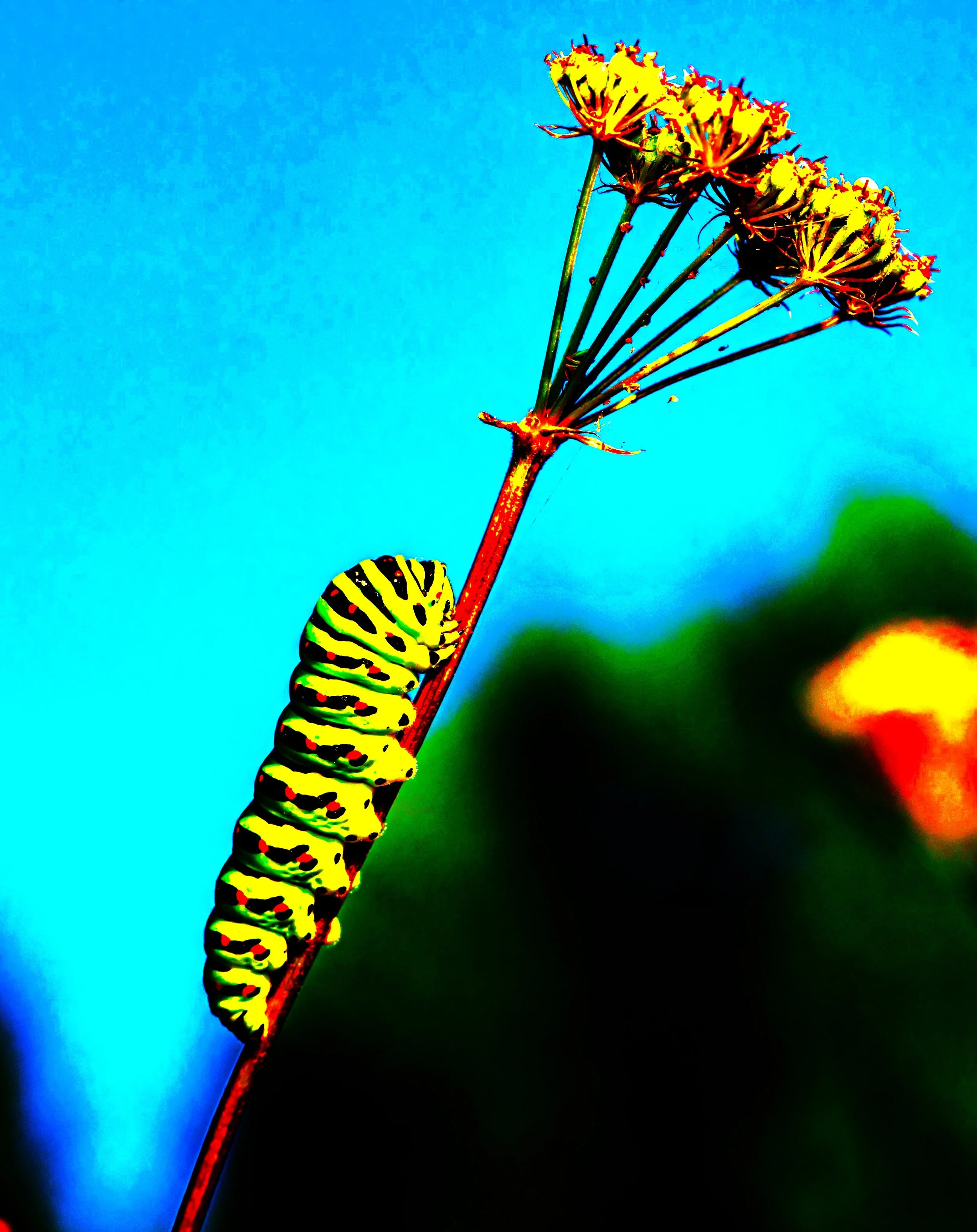  caterpillar piss is the color