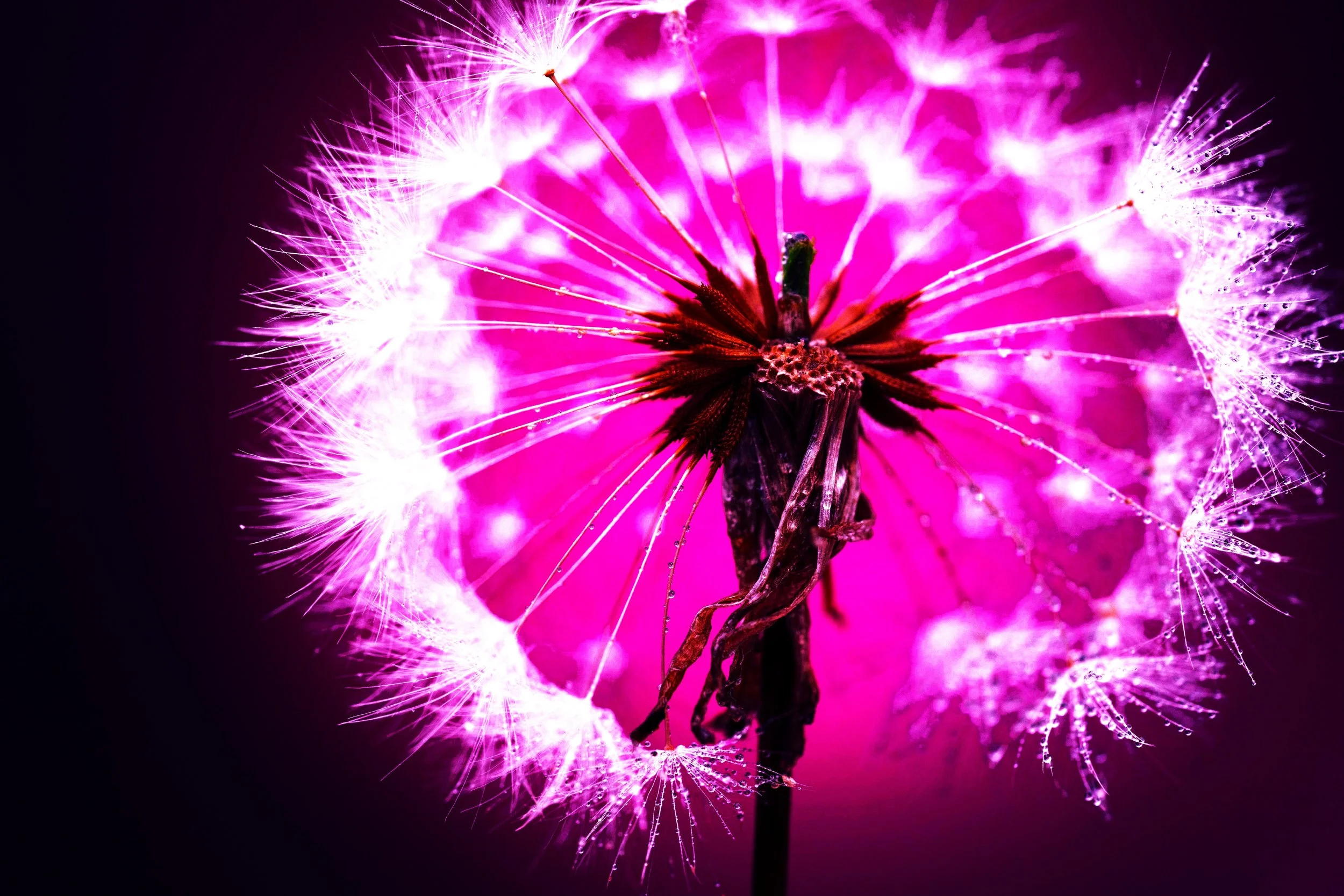 a path through the dandelions