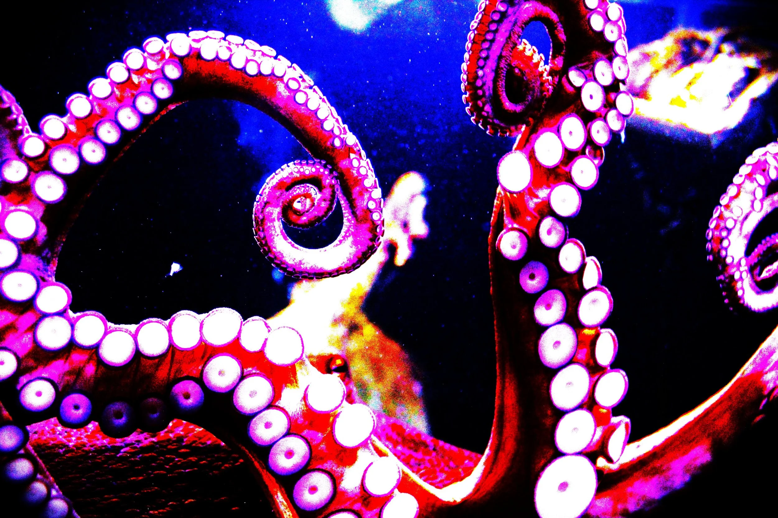 sushi-and-sake drunk