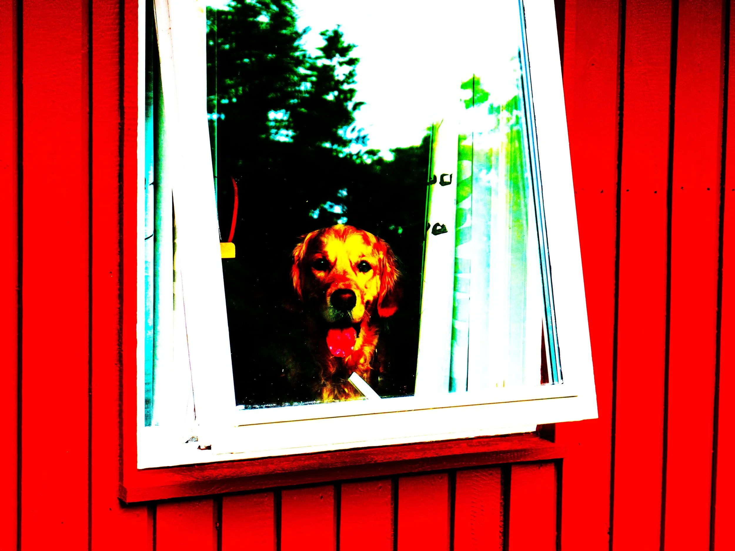 i could have saved my dog