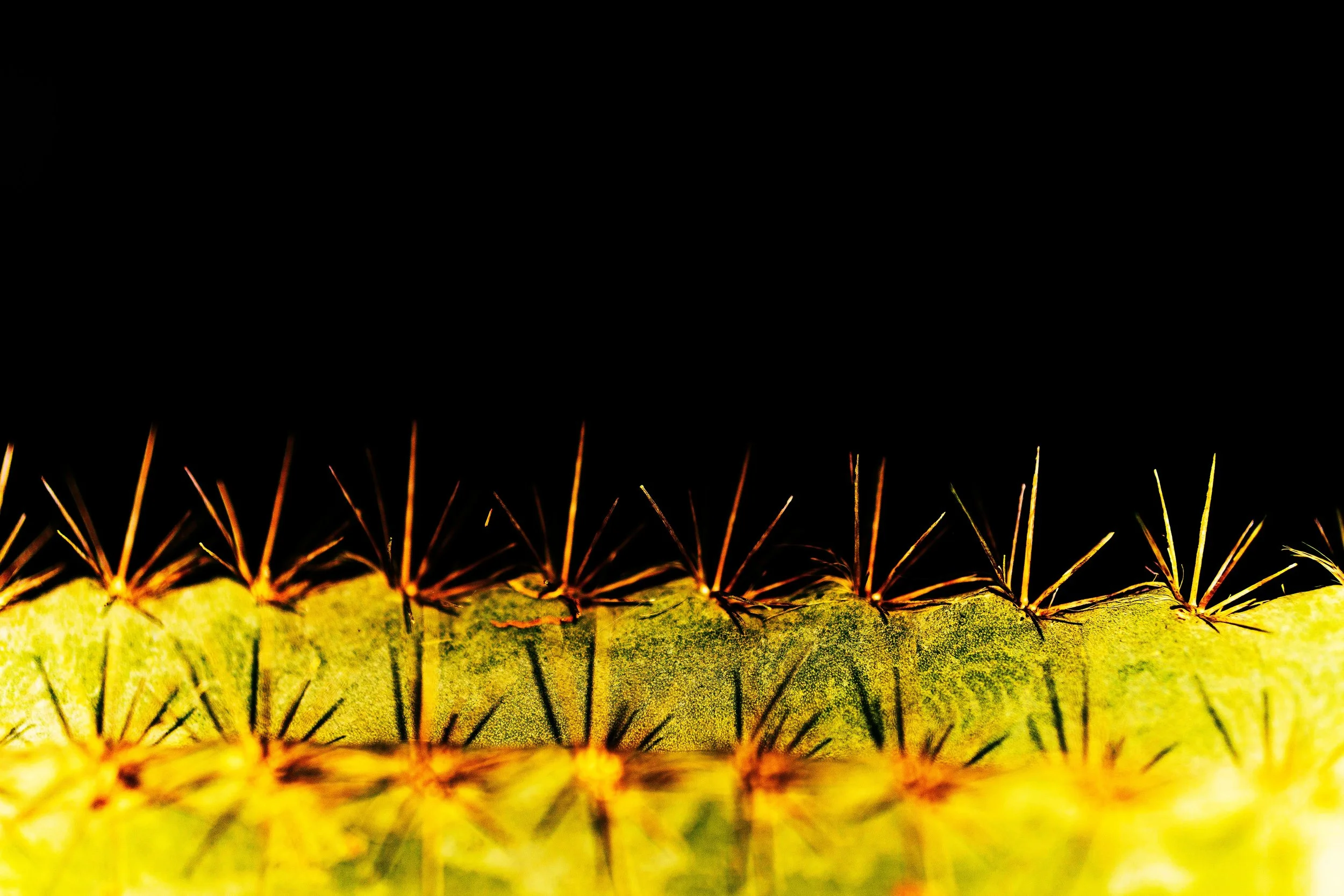 [when a cactus comes undone,]