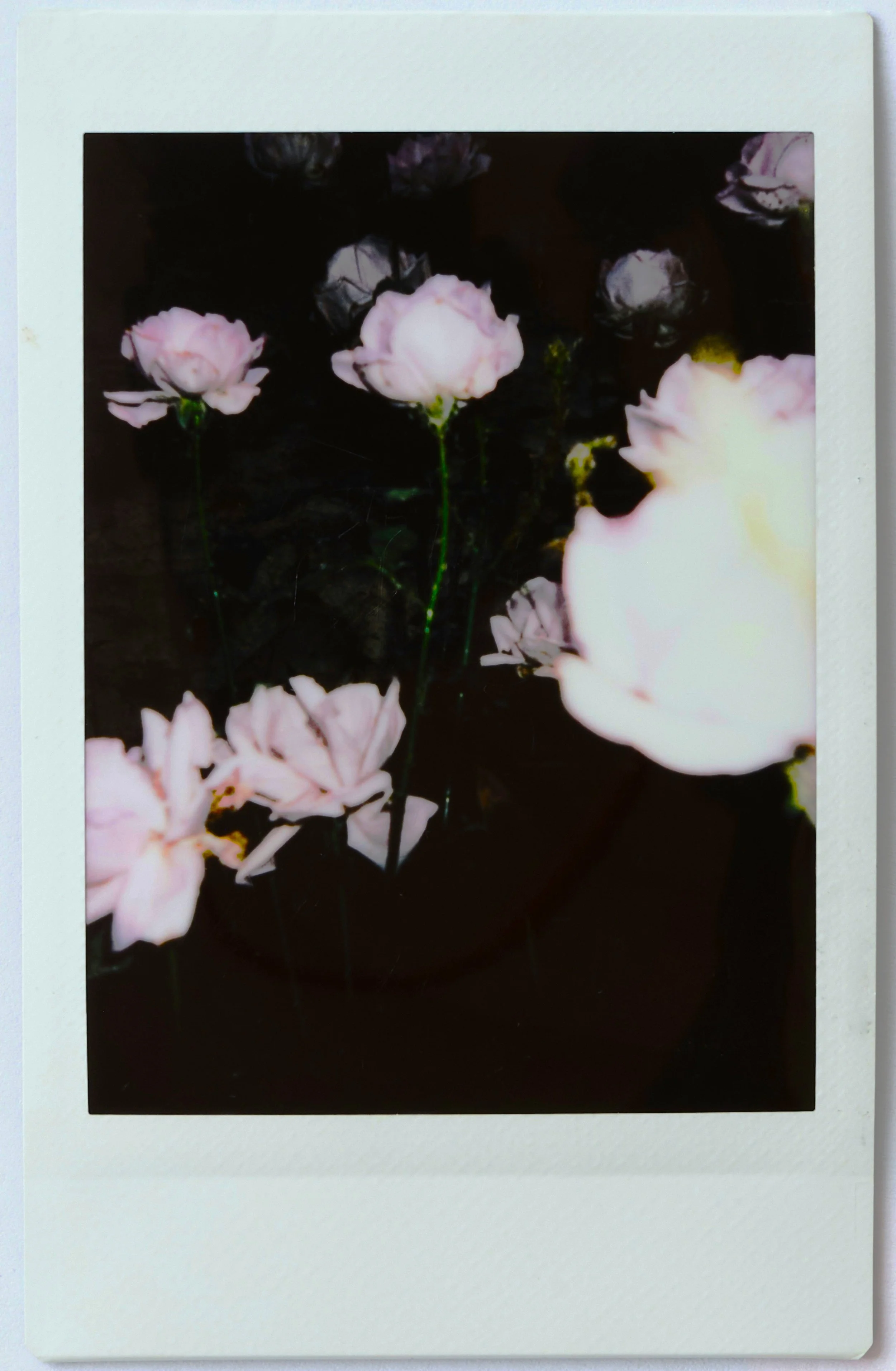 excerpt from flowers for the abyss: a memoir