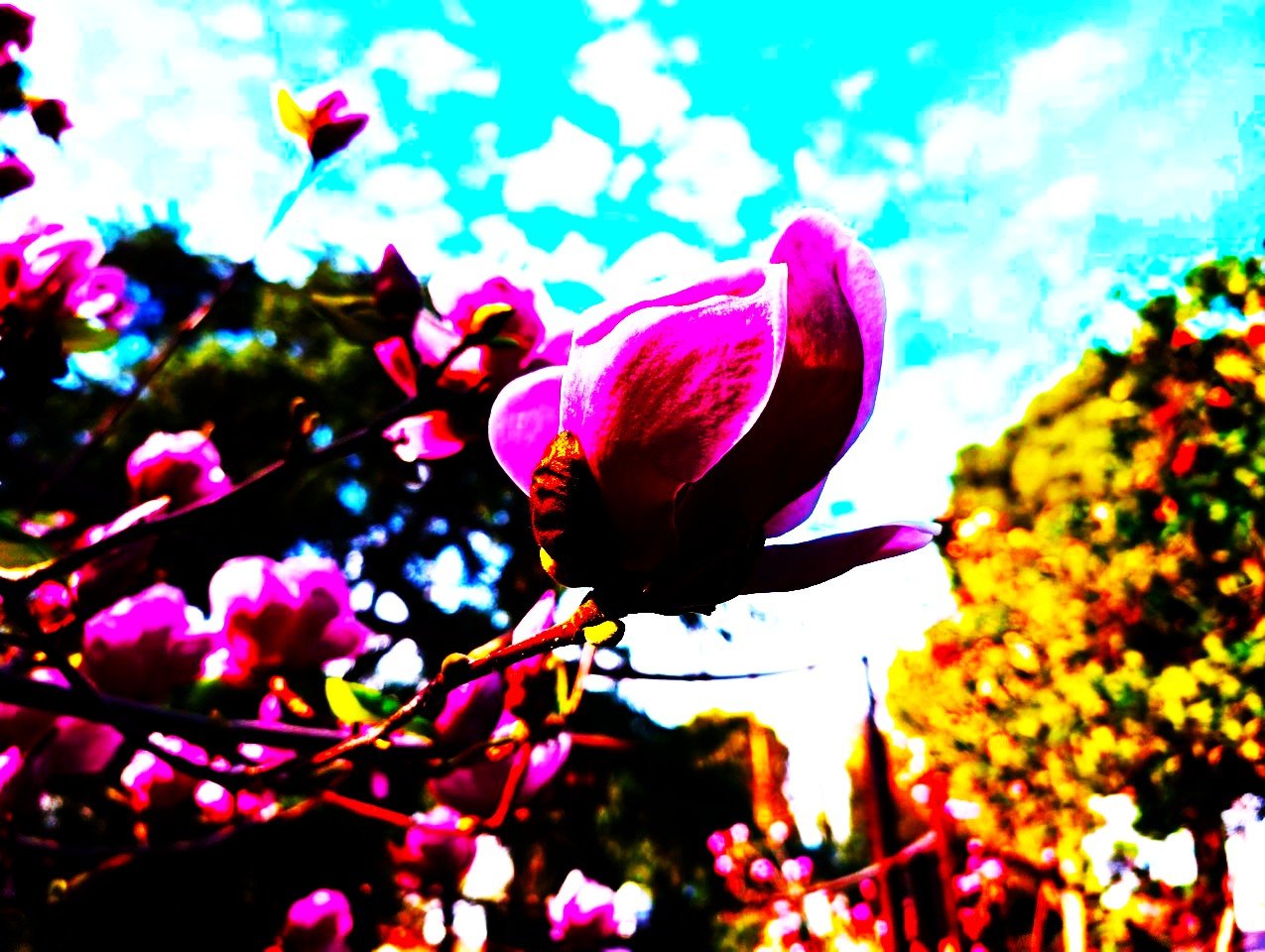 swan song of the saucer magnolia