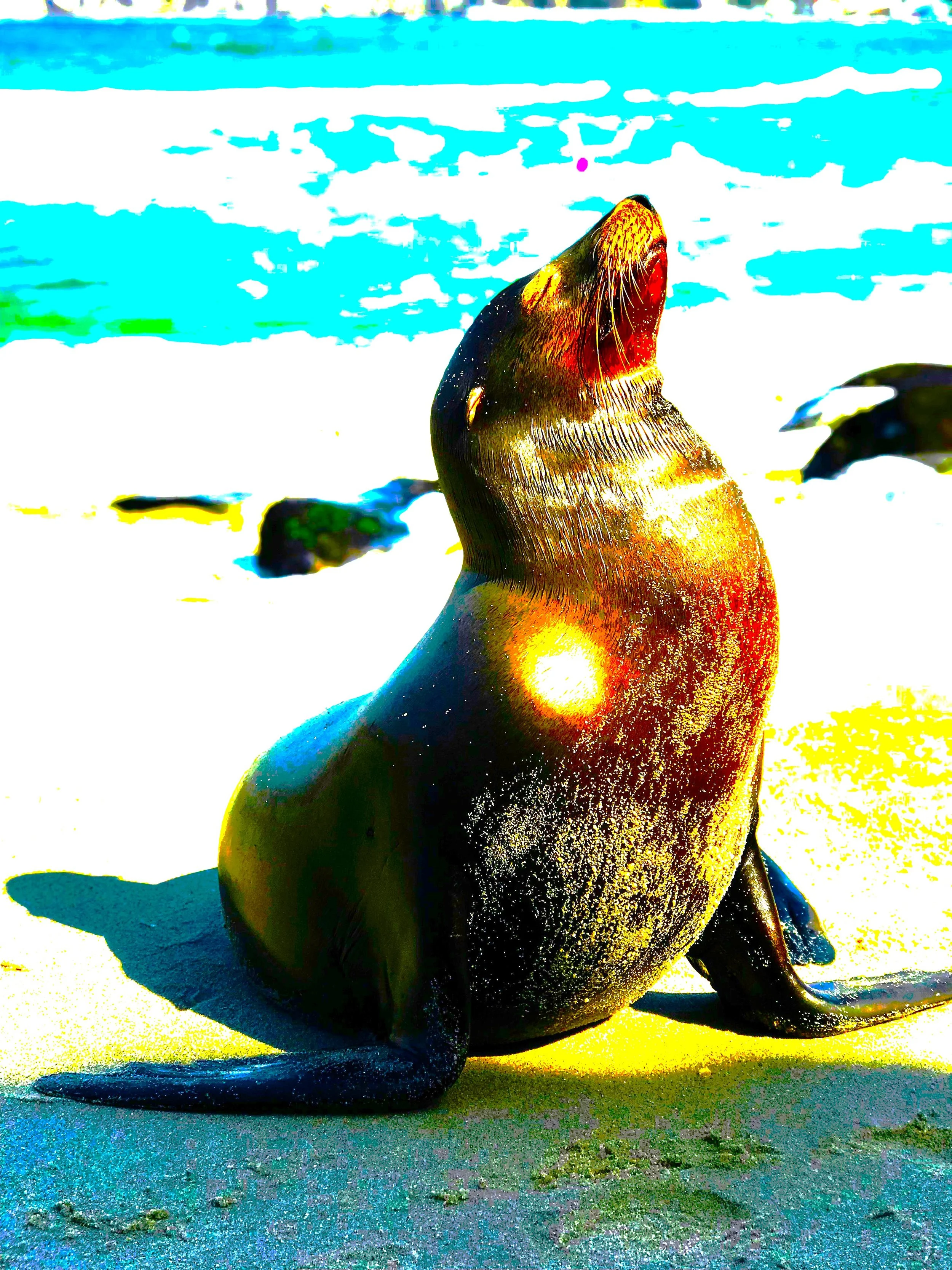 seals