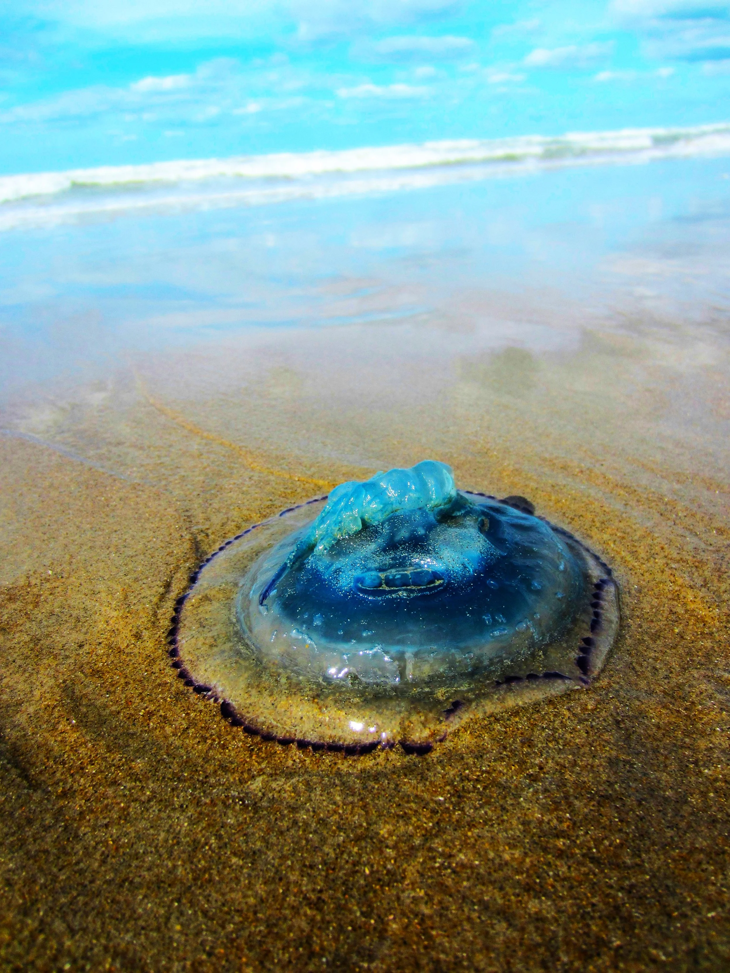 medusa on the beach