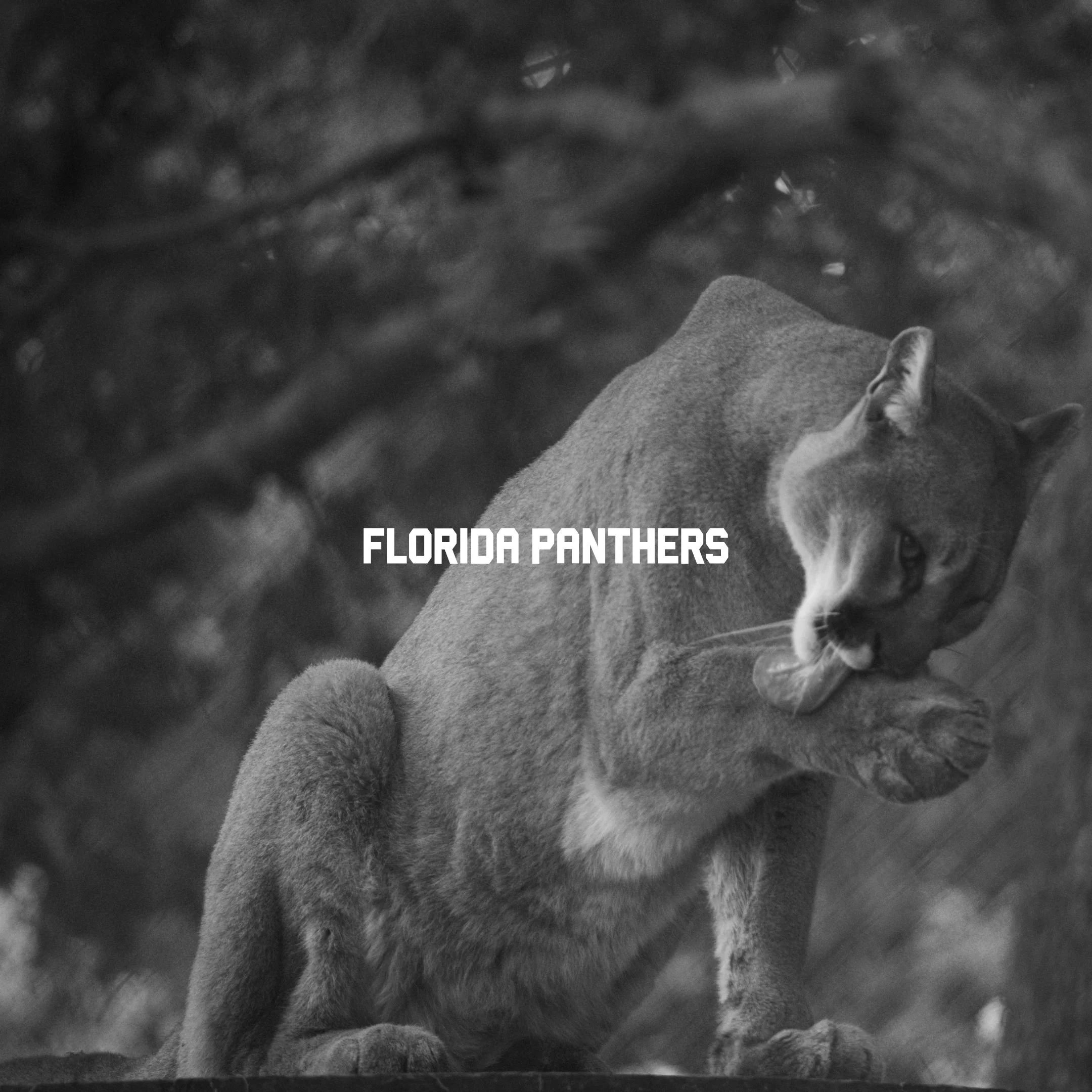 Florida Panthers