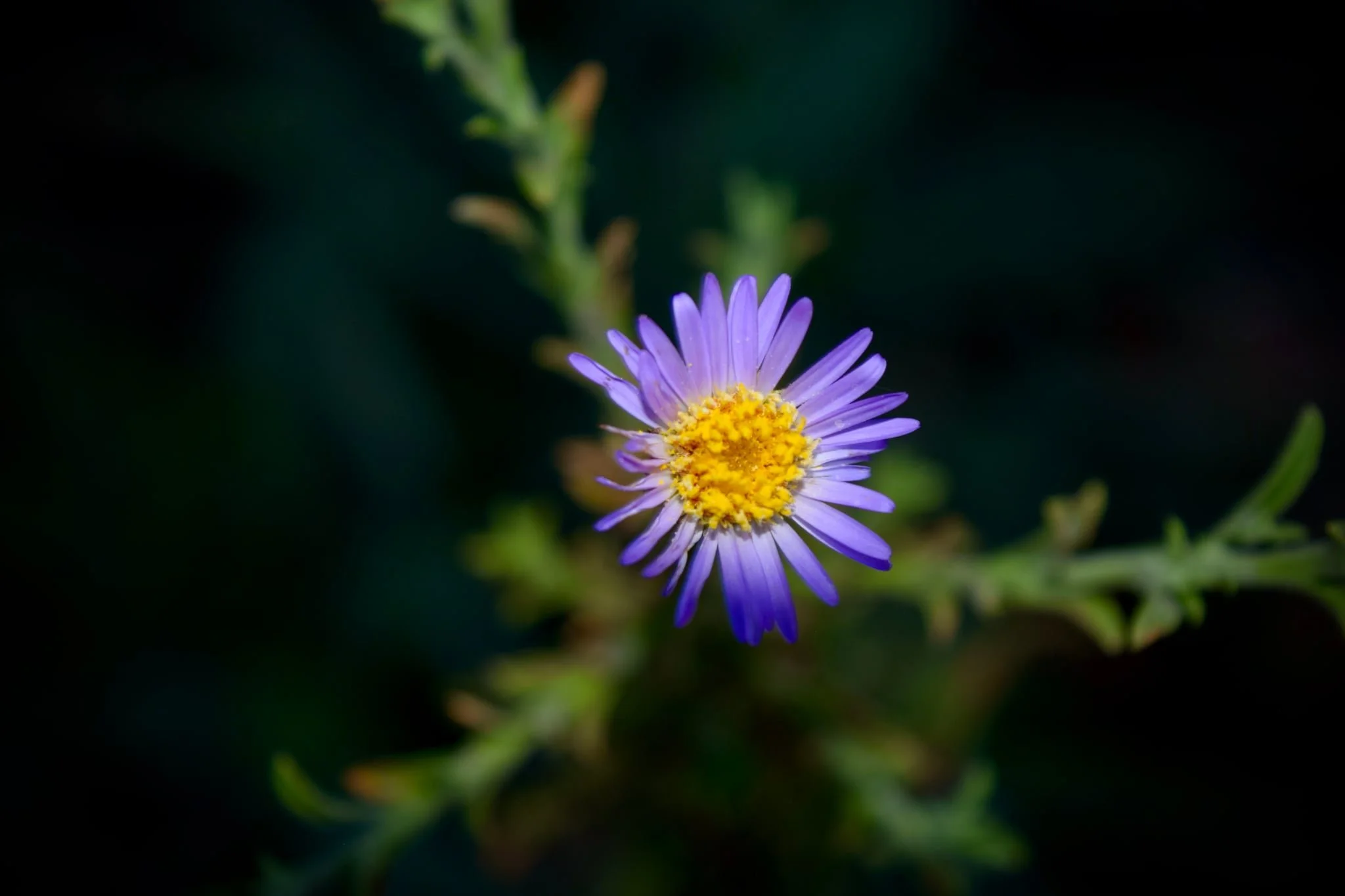Messenger_creation_686E2E06-D622-4065-99D3-CE2FA6932D6E.jpeg