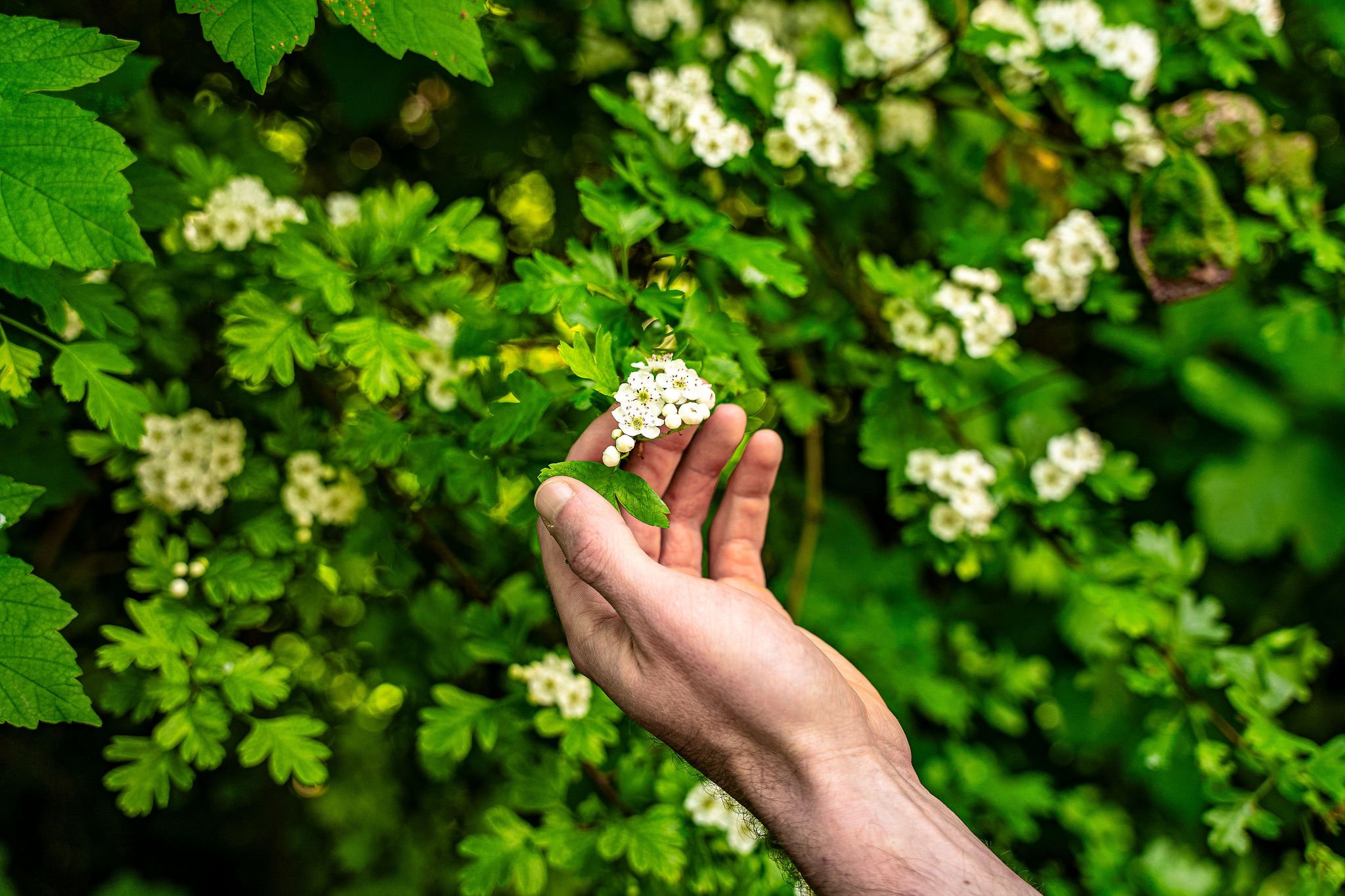A hand holding a cluster of small white flowers on a green leafy bush.