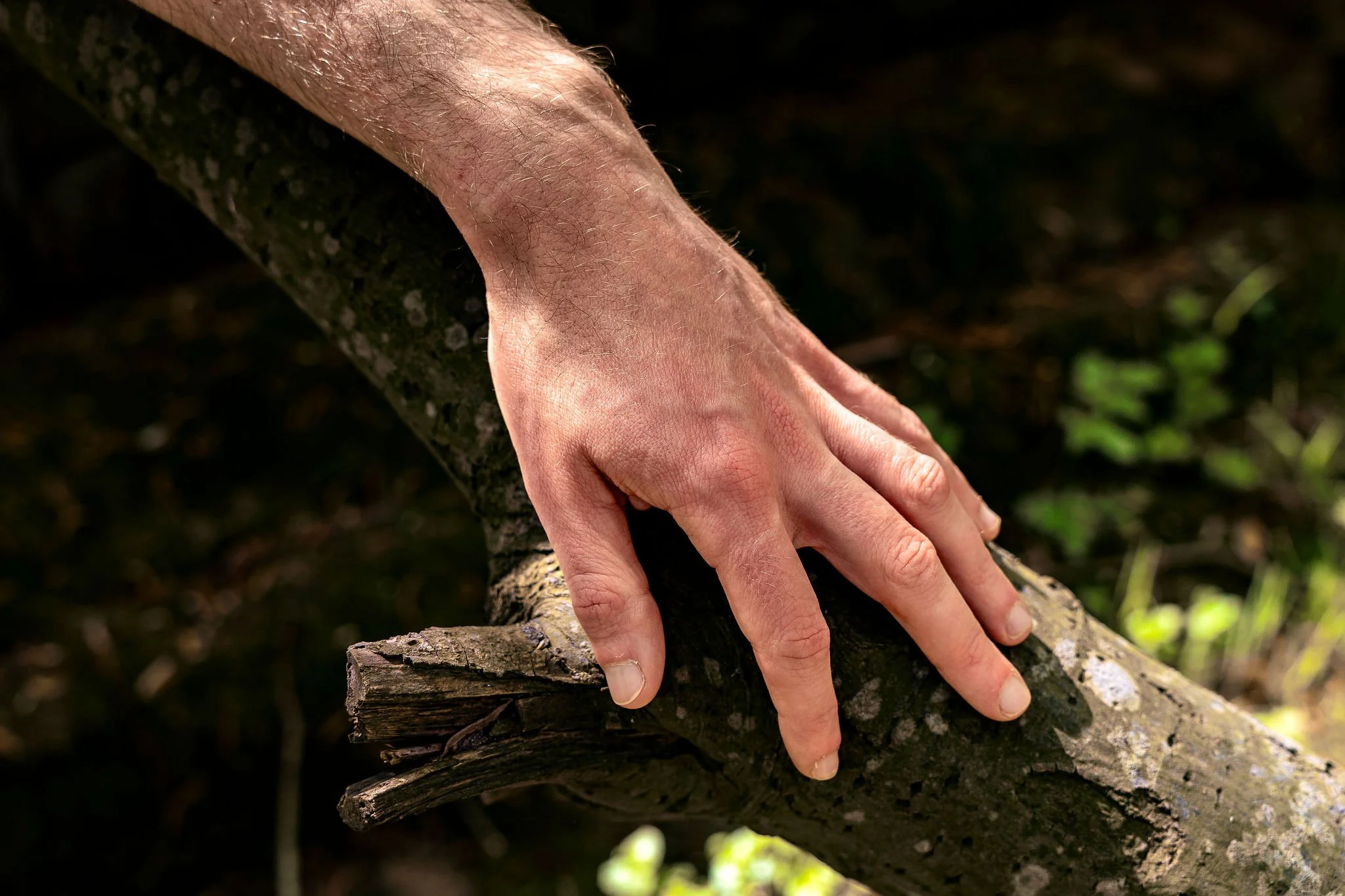 Image of Daniel Millichip-Boughton's hand resting on a tree branch