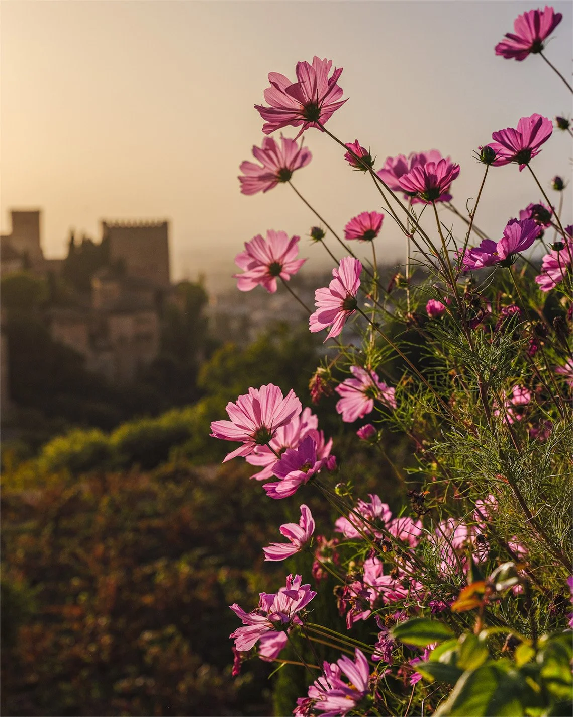 Alhambra - Pinks