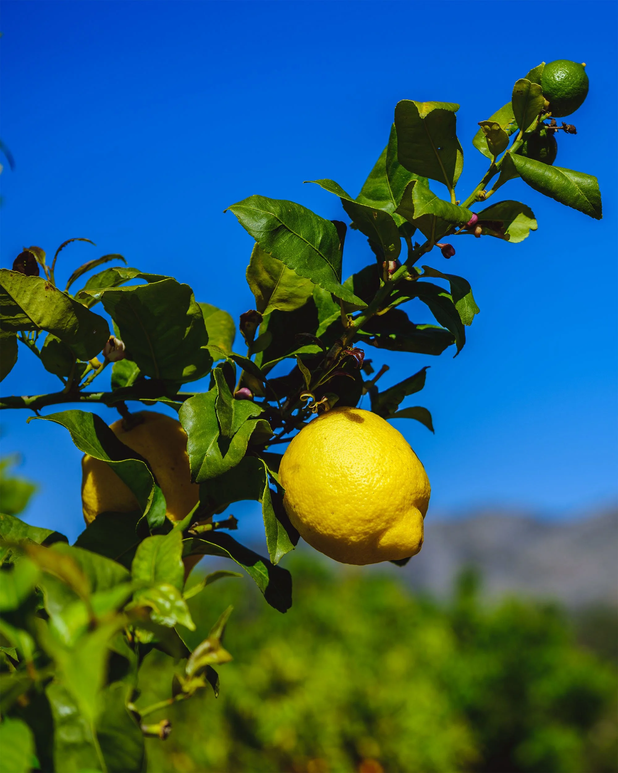 Lemon-and-Blue