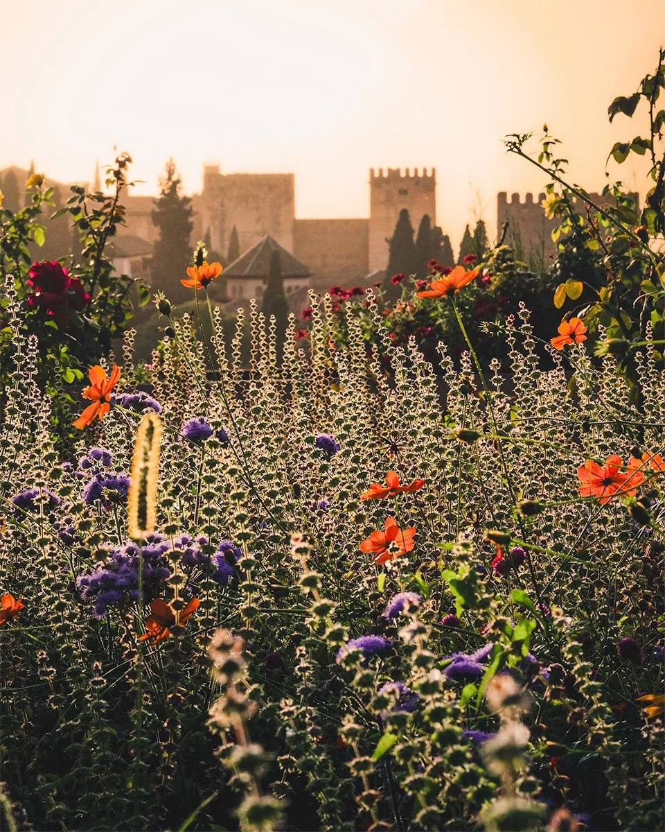 Alhambra-Sunset-Through-the-Meadow