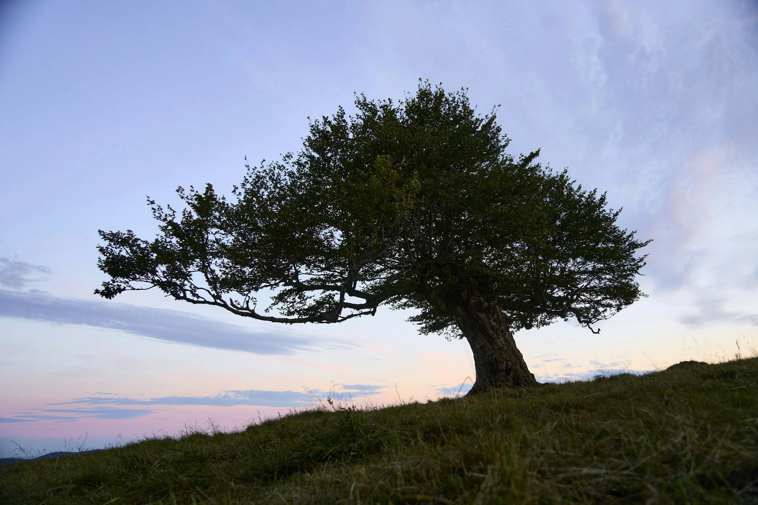 A solitary tree with green leaves stands on a hillside with a sky at dusk or dawn, displaying soft clouds and pastel colors.
