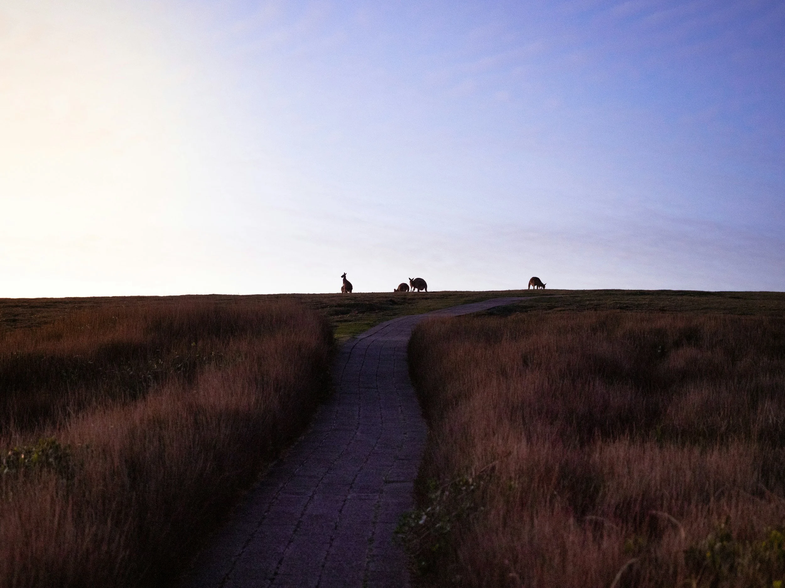 A pathway through a grassy landscape with four animals grazing and a large sky overhead during sunset or sunrise.