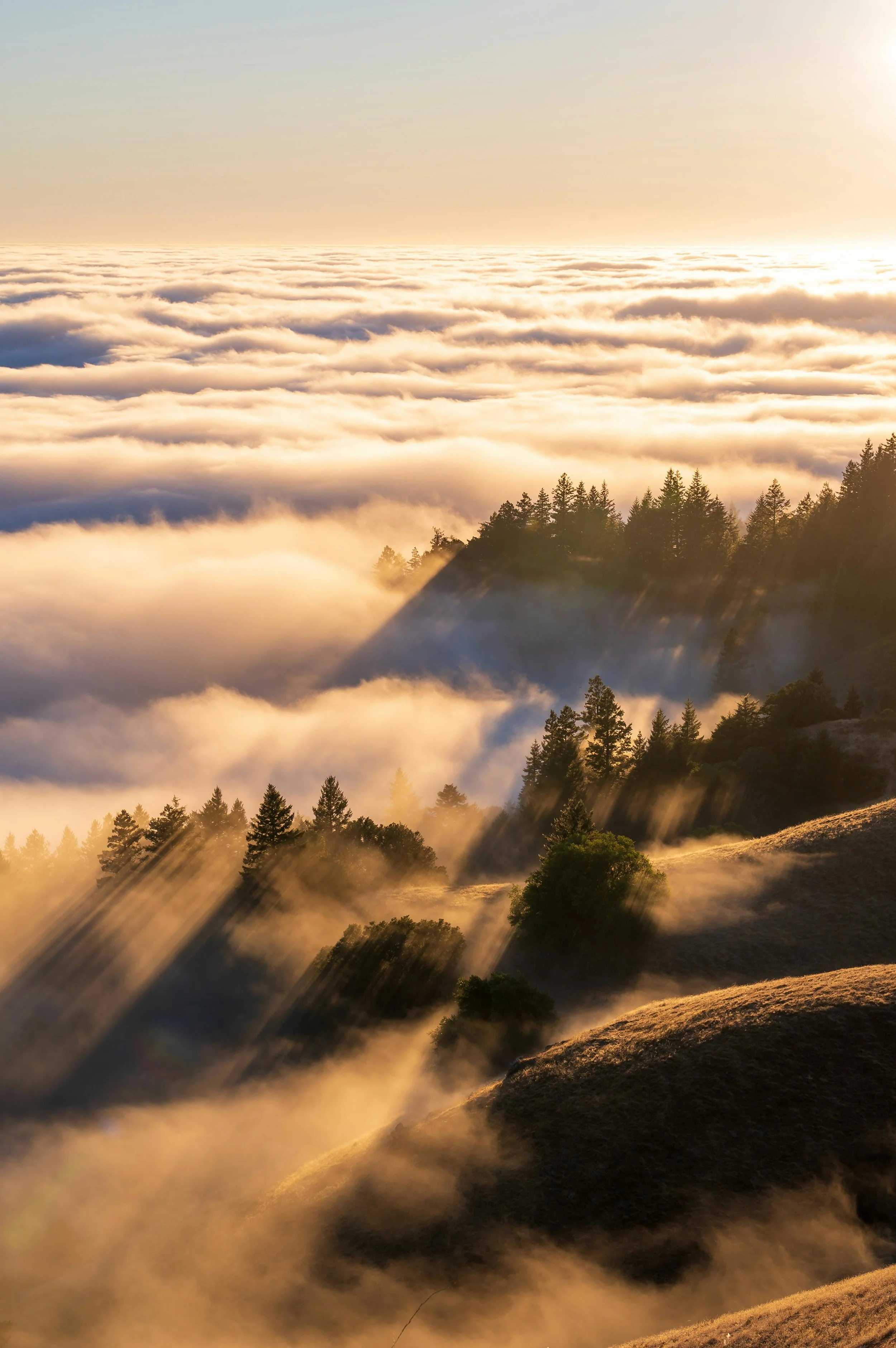 Sunrise over a mountain landscape with evergreen trees and fog, creating a golden glow and sun rays filtering through the mist.