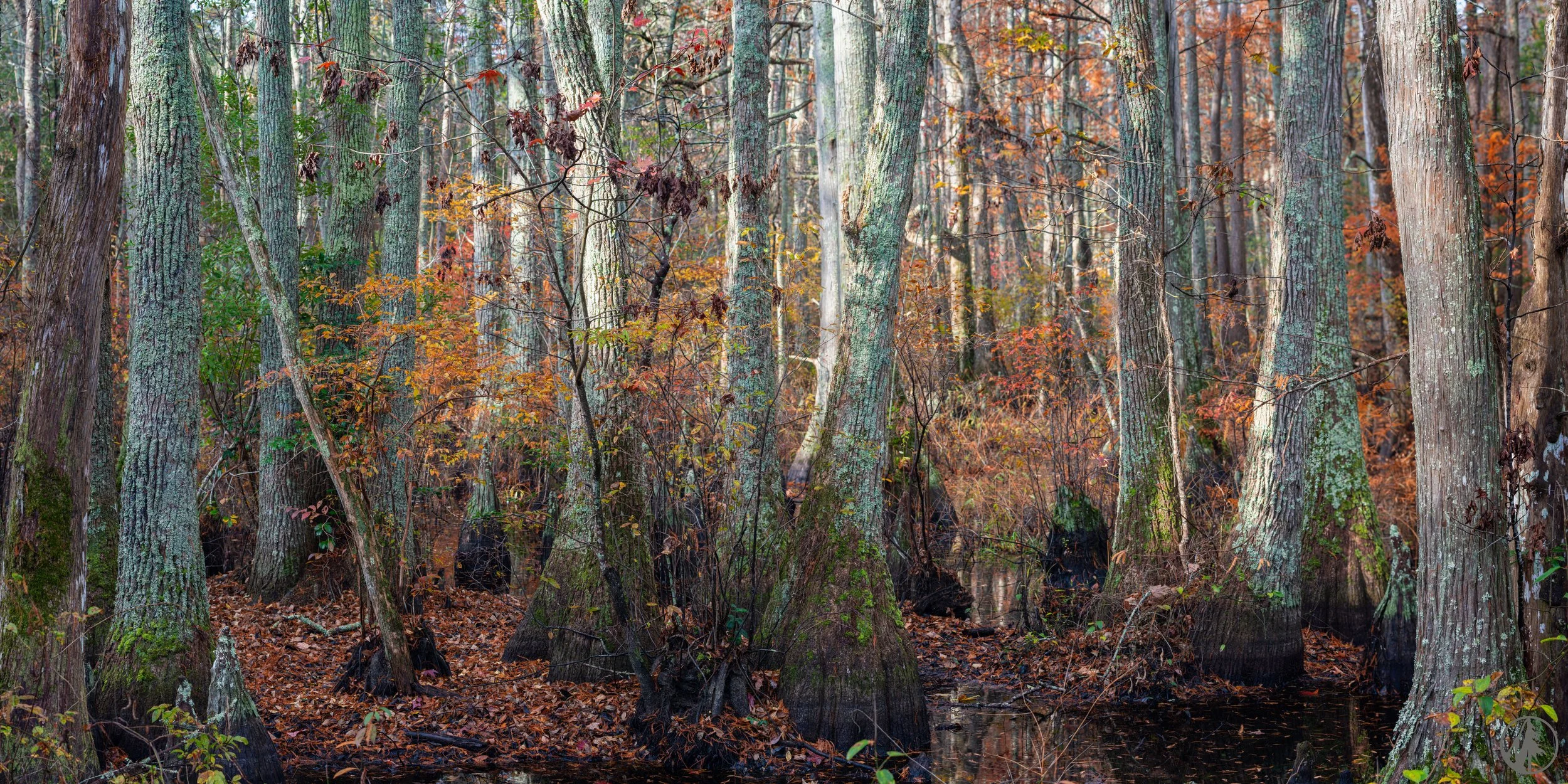 This image reminds me of how death gives way to life. The nutrient rich water underneath the Bald Cypress Trees is essential for growth in this area.