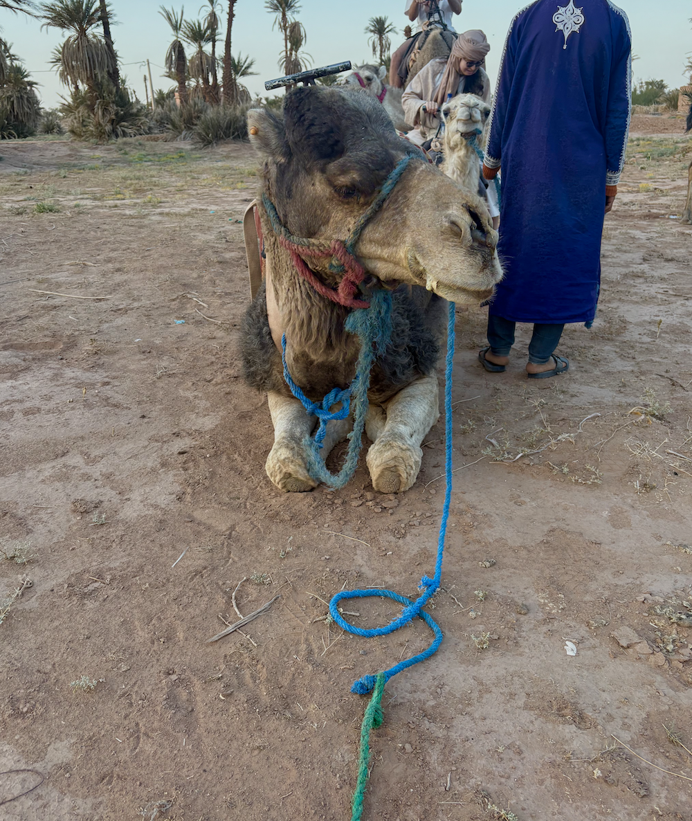 Screen Shot 2025-03-15 at 6.23.14 PM.png