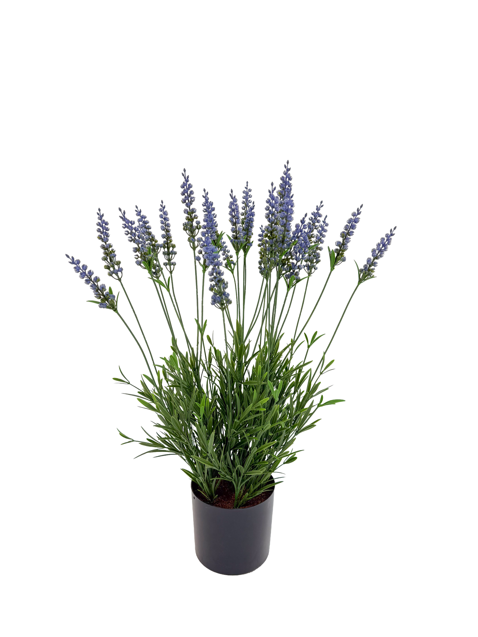 Potted Plant - Lavender