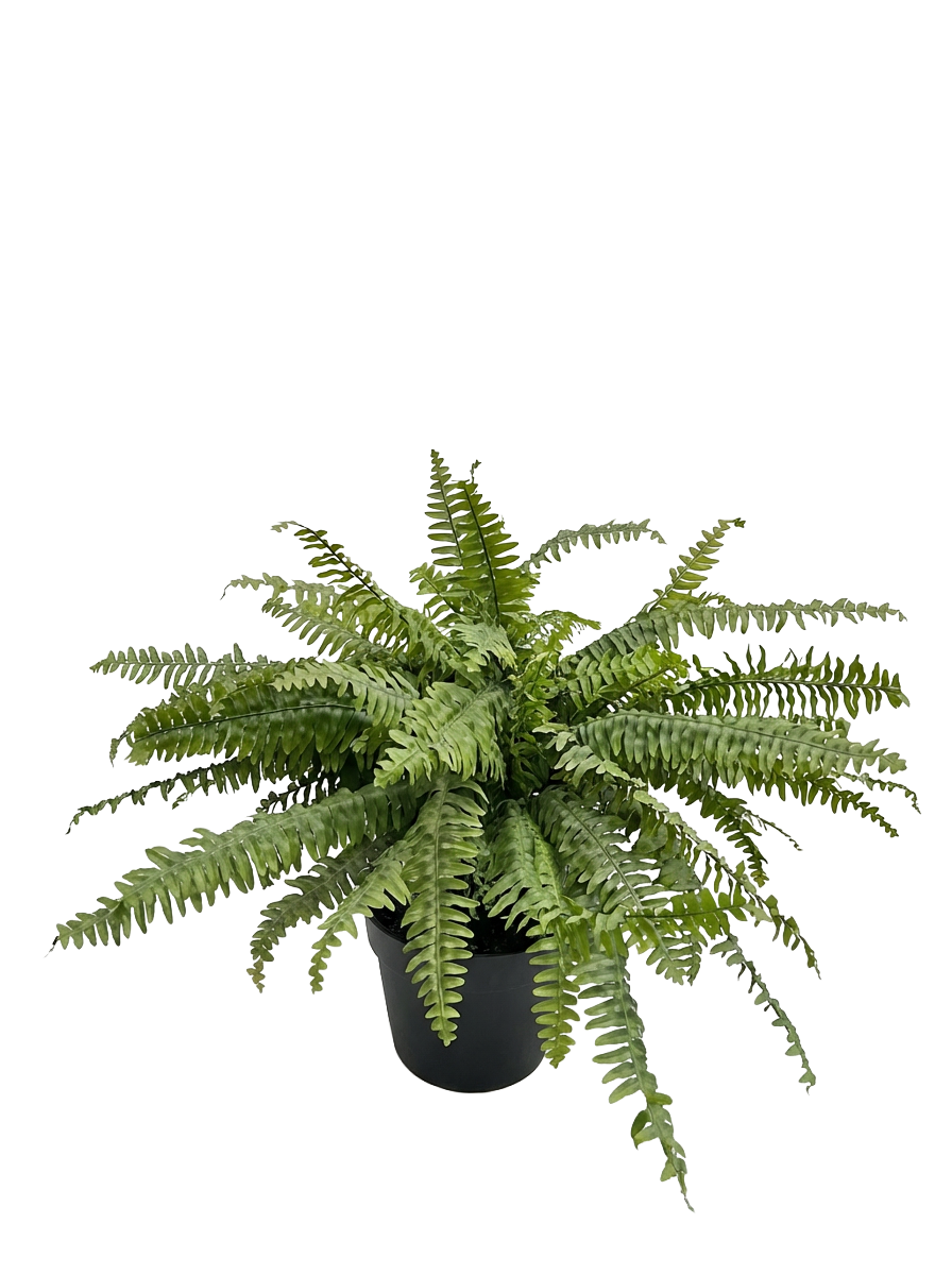 Boston Fern