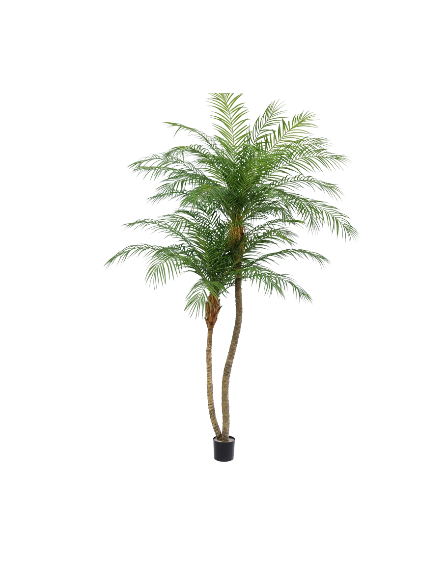 Phoenix Palm Duel 240cm