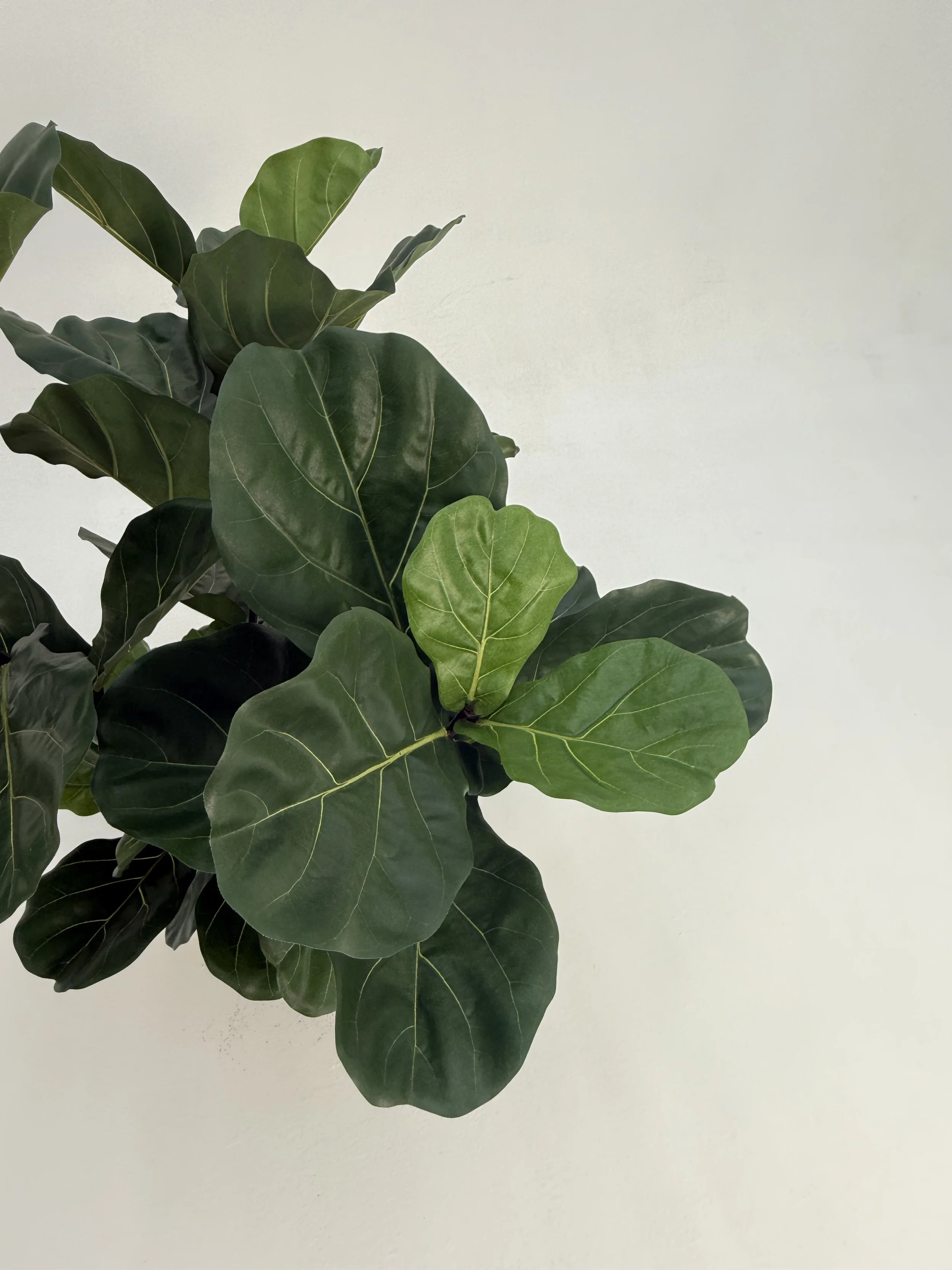 Close-up of a potted fiddle leaf fig plant with large, glossy green leaves against a plain light-colored wall.