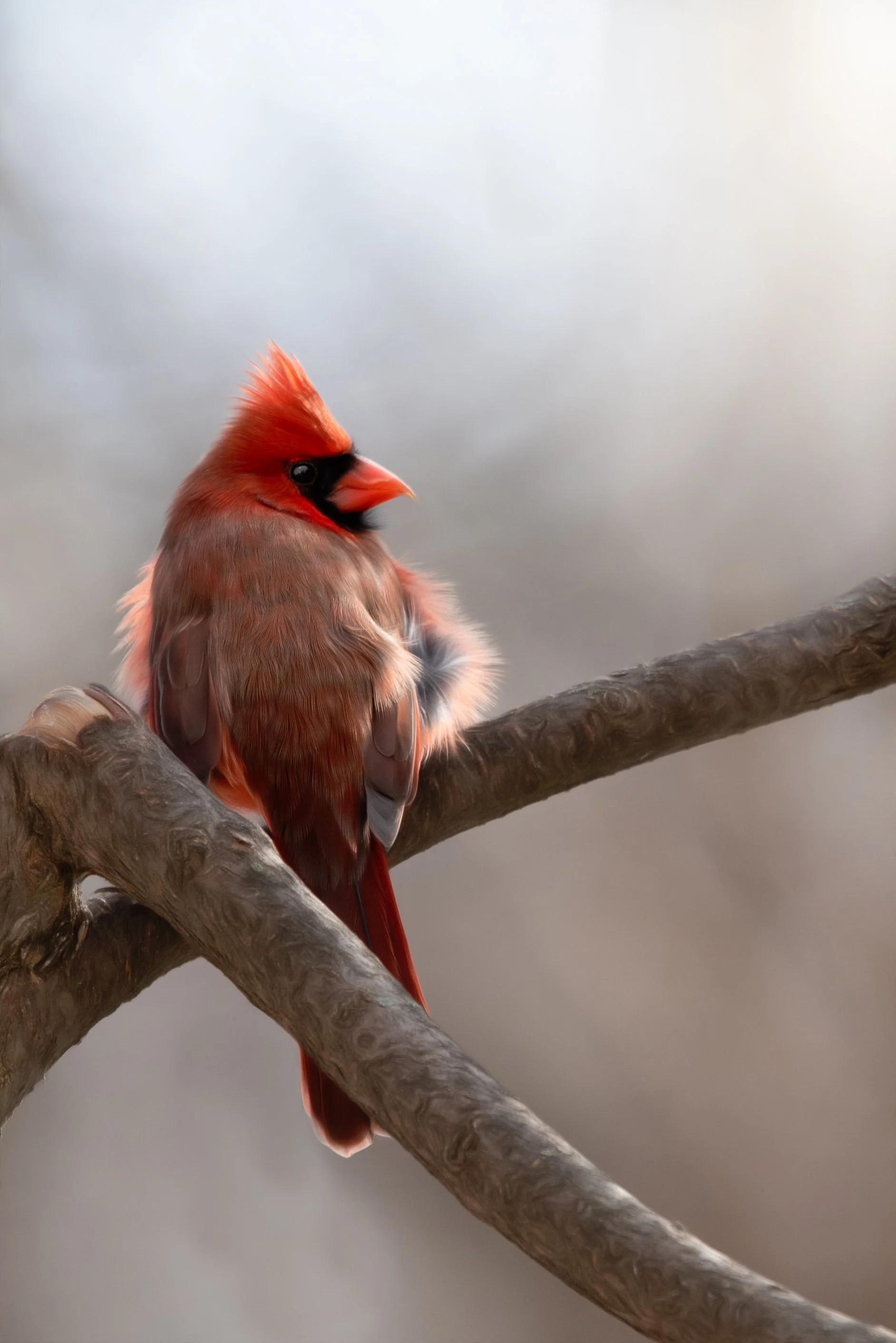 PAINTERLY_HAMMOND_M  003.jpg