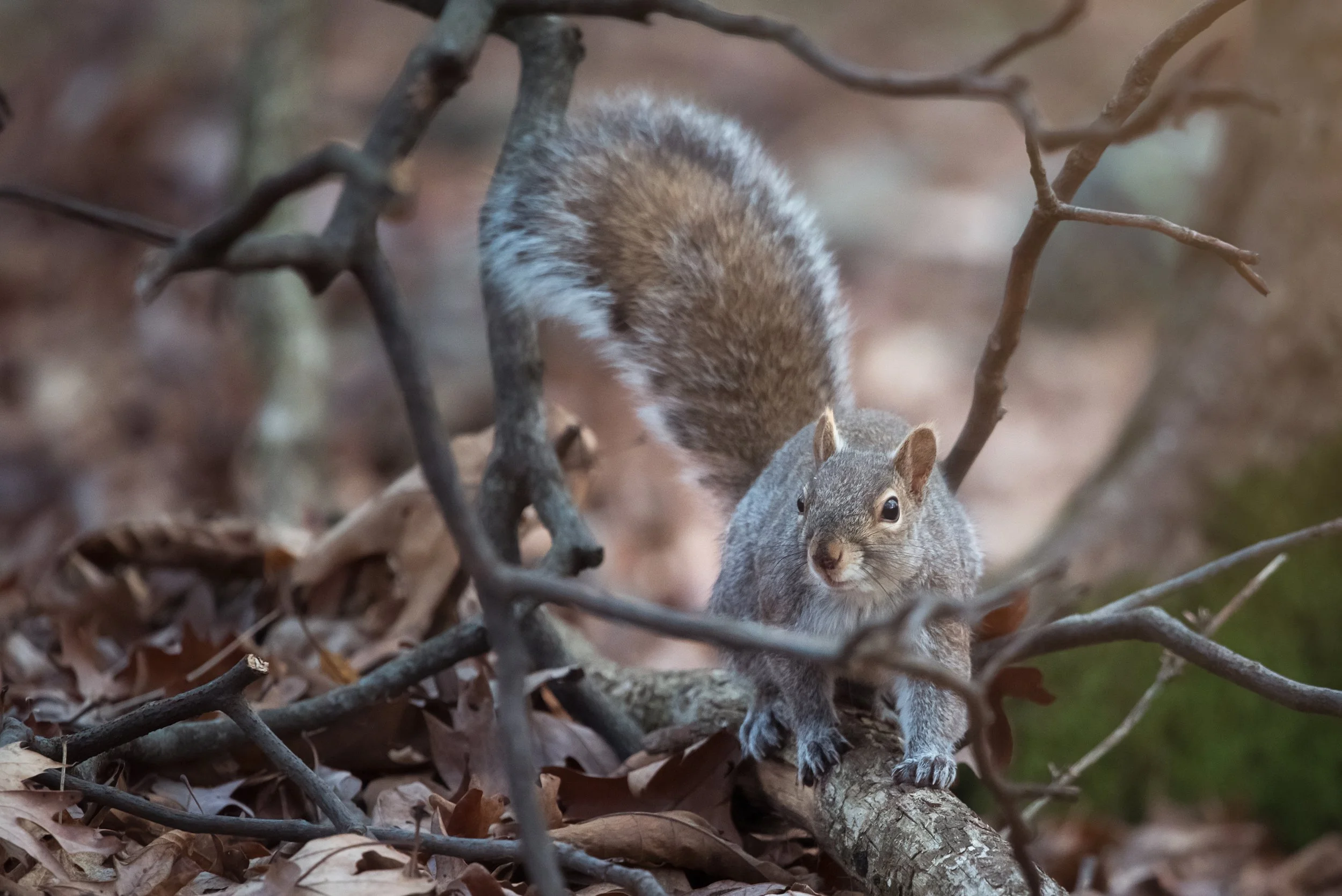 untitled shoot-085-Edit-Edit.jpg